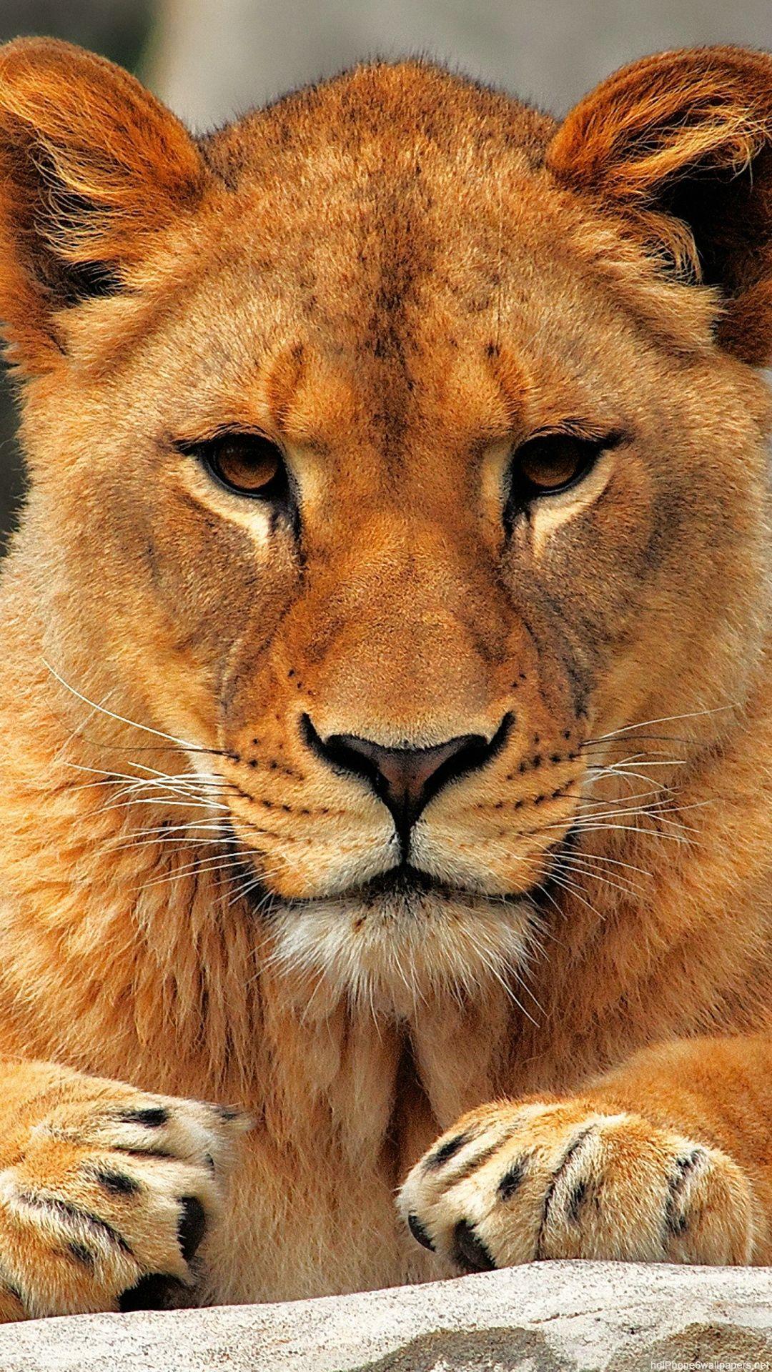 1080x1920 Free download lion iPhone 6 wallpaper HD animal iPhone 6 Plus