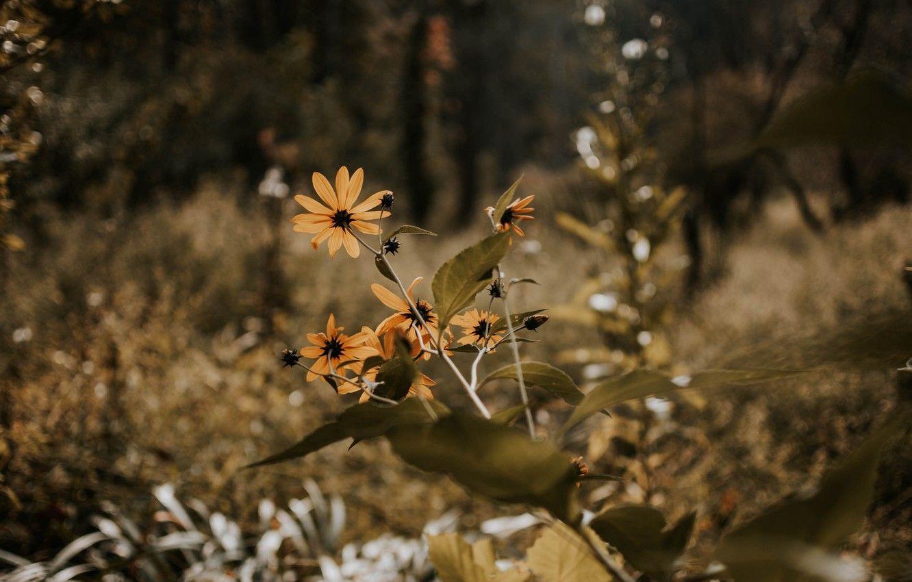 1332x850 Wallpaper wallpaper, grass, nature, flowers, autumn, landscapes