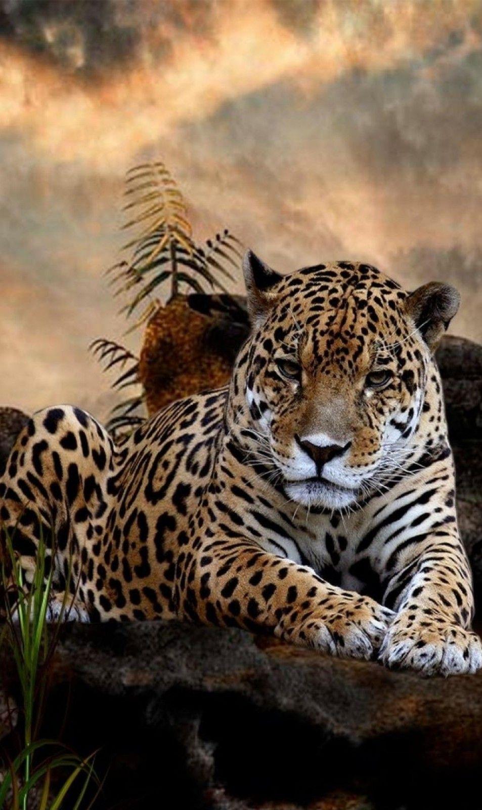 Animal iPhone Wallpapers - Top Free Animal iPhone Backgrounds ...