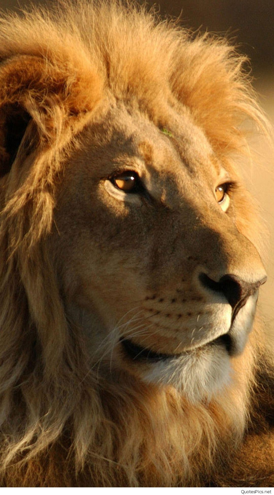 1080x1950 Lencir Kuning: 25 Best IPhone Wallpaper Animals