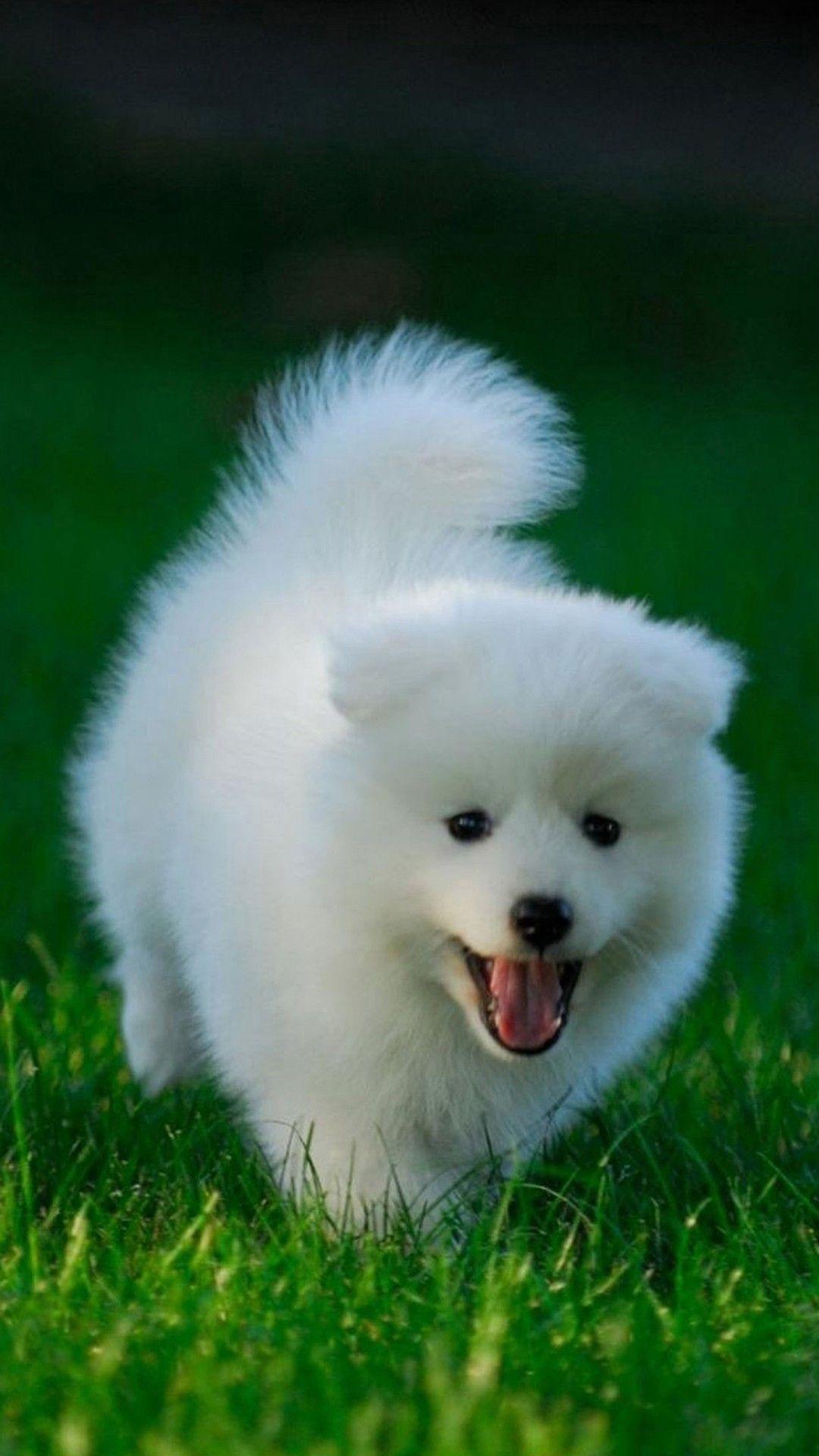 1080x1920 Cute Dogs HD Wallpaper for Xiaomi Redmi Note 3