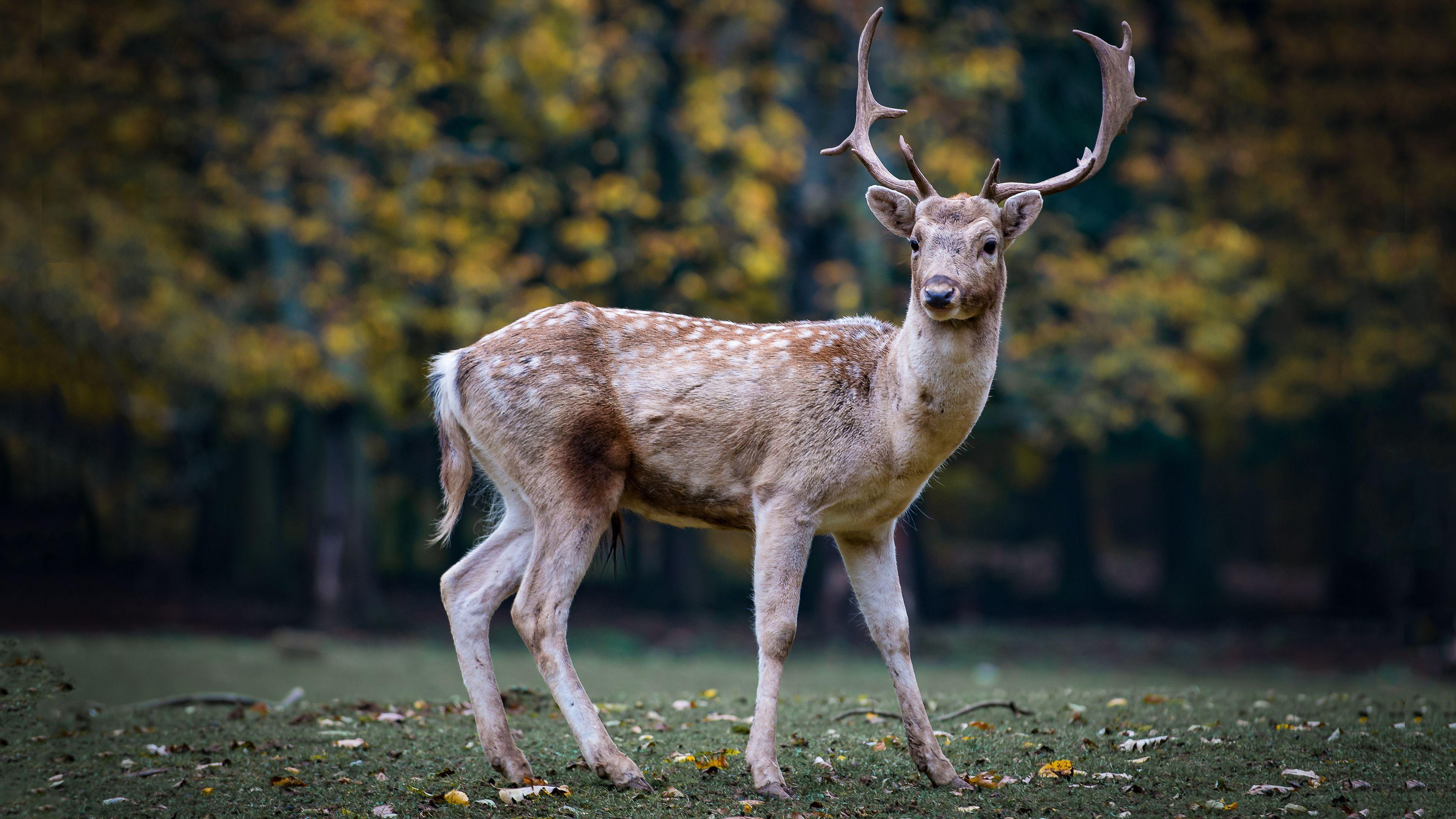 3840x2160 Wild Deer 4K Chromebook Wallpaper