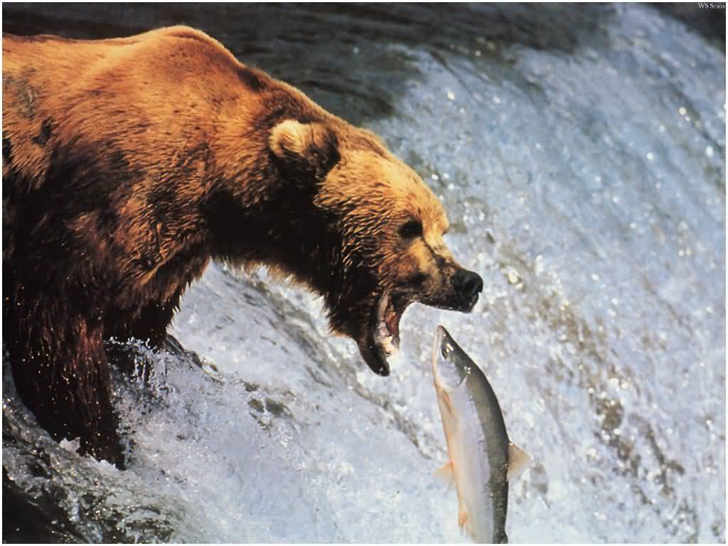 1024x768 Animals: Wild Bear Wallpaper