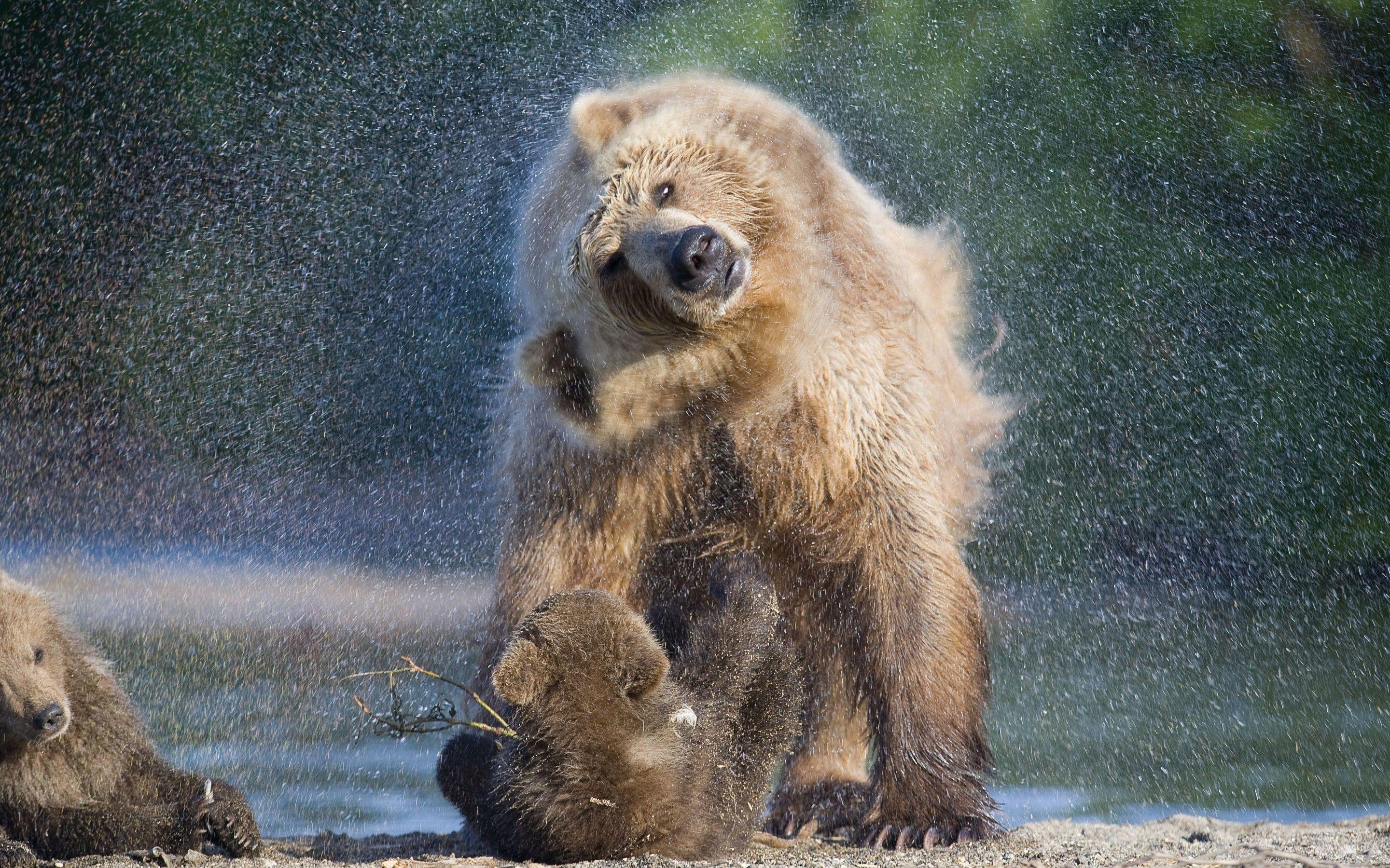 2880x1800 Wallpaper Brown bear, Wild animals, Rain, 4K, Animals