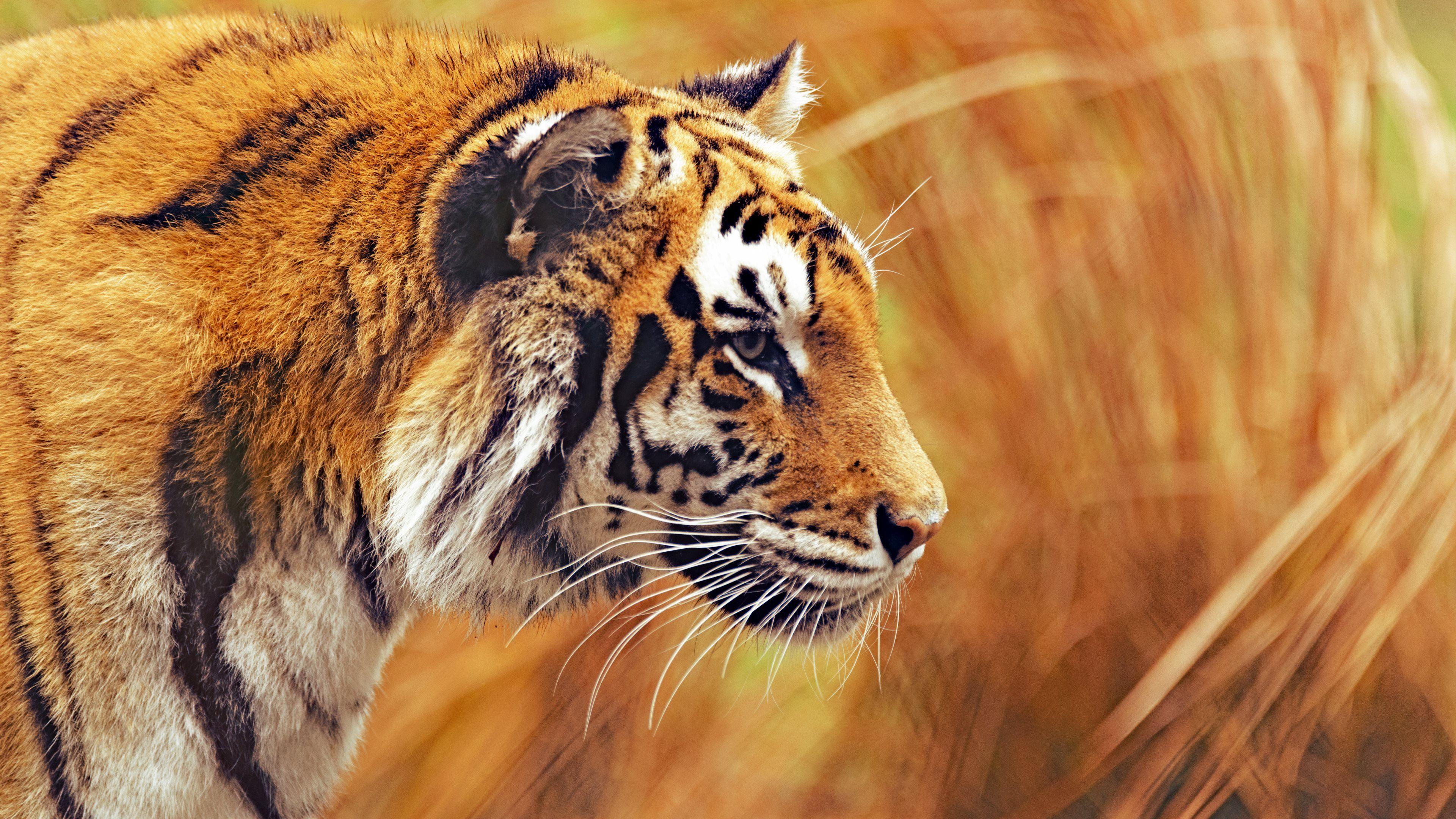 3840x2160 4k Tiger Wallpaper