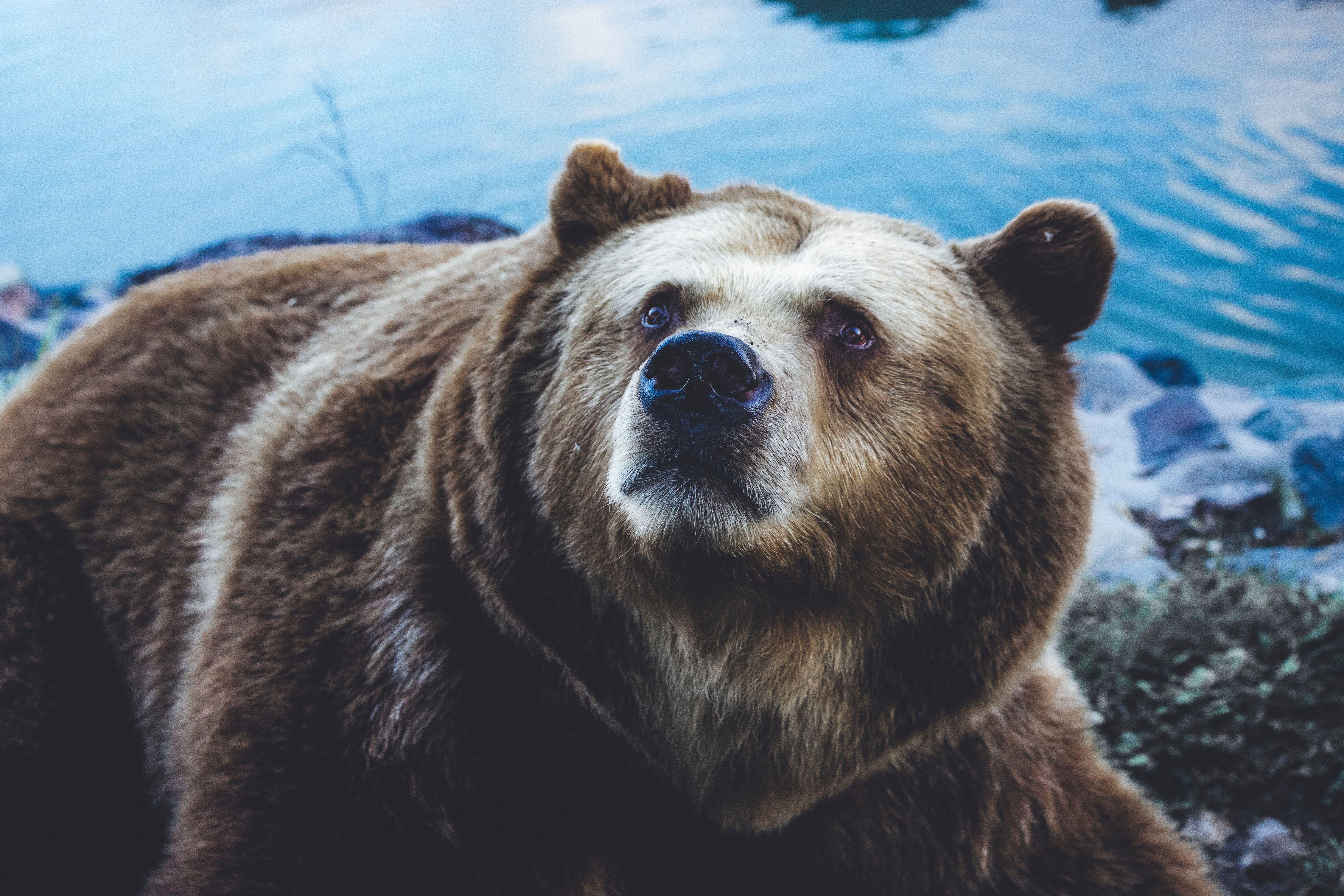 6240x4160 Bear Picture [HD]. Download Free Image