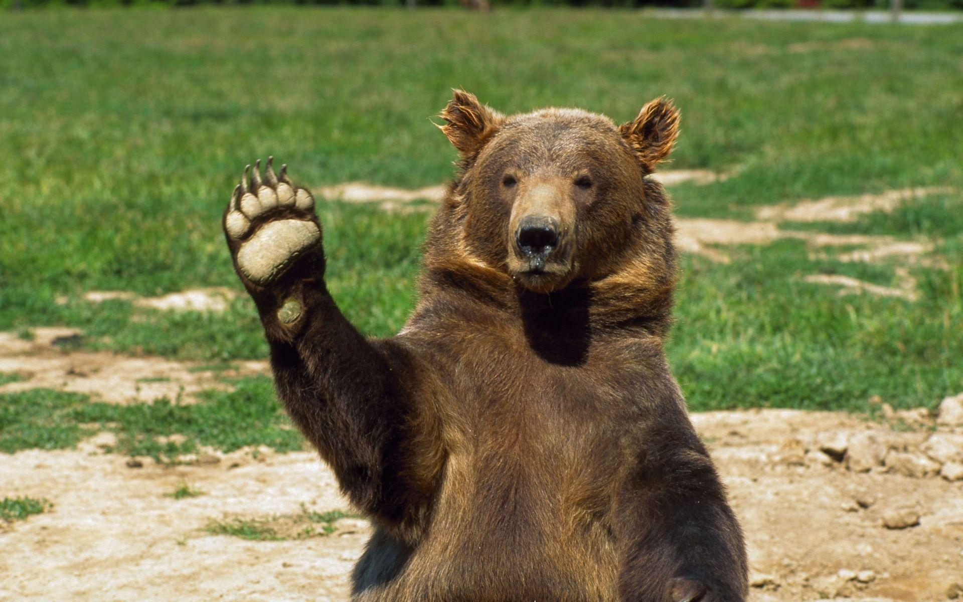 1920x1200 High Quality Bear Wallpaper. Full HD Picture