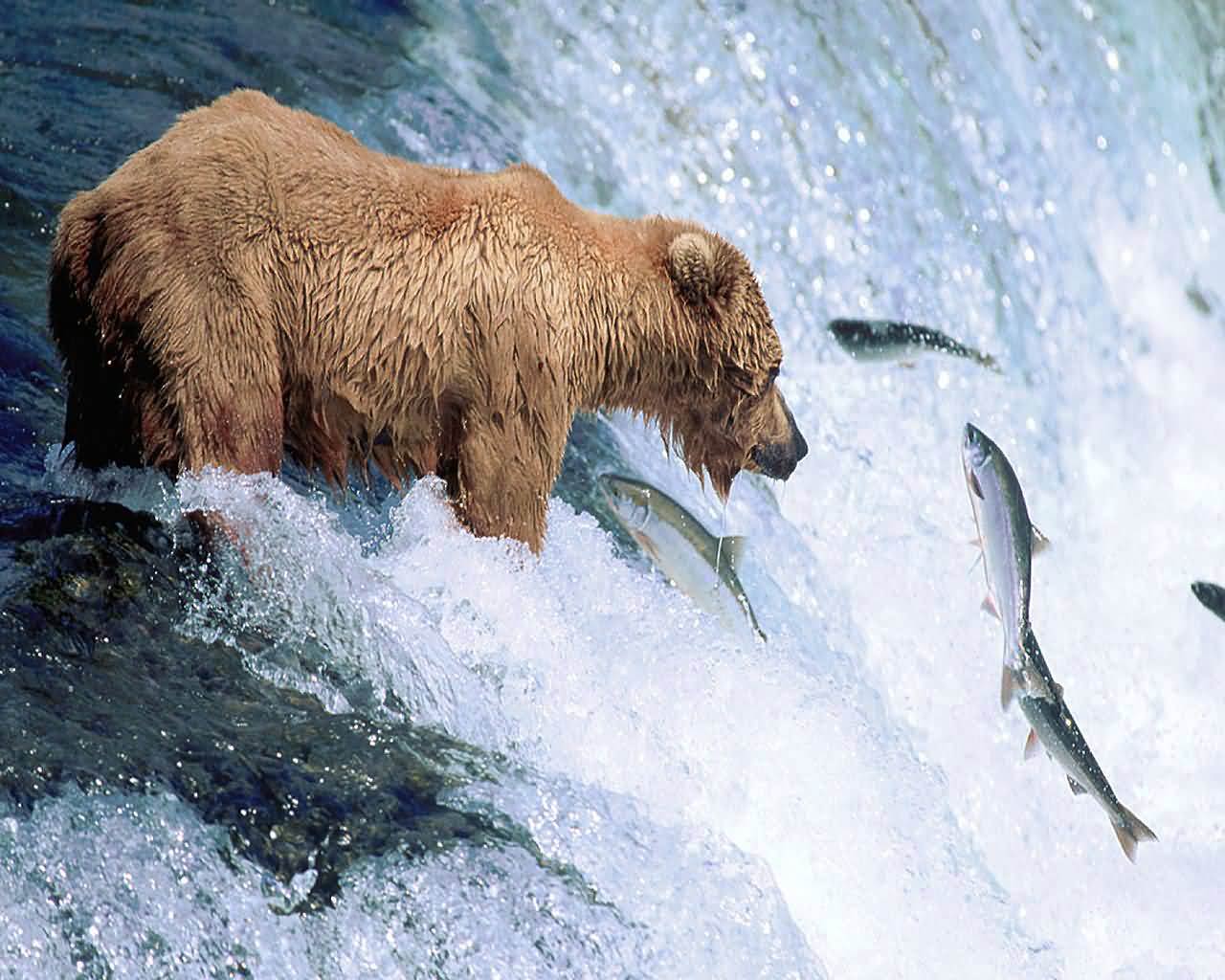 1280x1024 Grizzly Bear Wallpaper and background