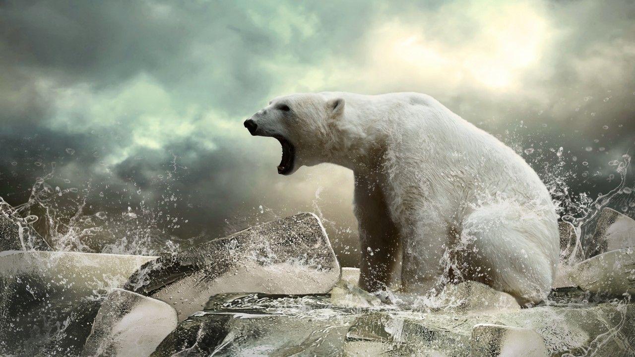 1280x720 Wallpaper Polar bear, ice, roar, ocean, Animals