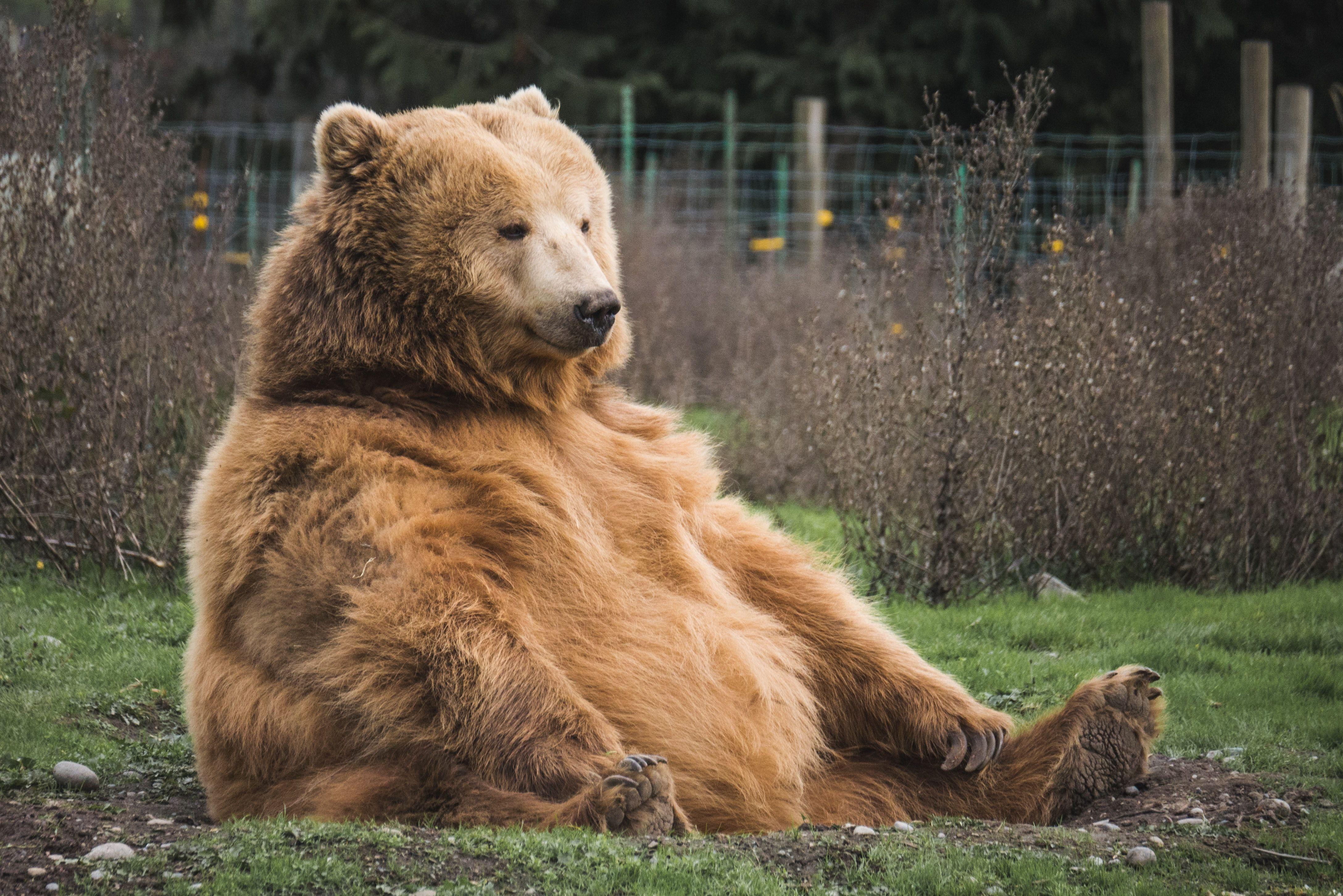 Cool Bear Wallpapers - Top Free Cool Bear Backgrounds - WallpaperAccess