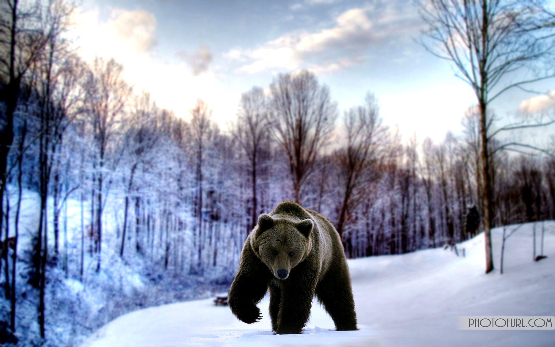 1920x1200 Wild Bear Wallpaper. Wild Crazy
