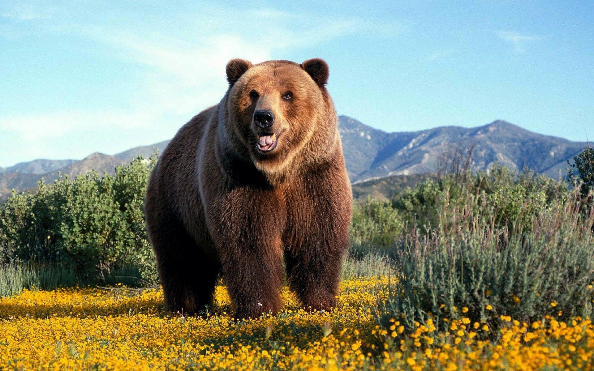 1920x1200 Amazing Grizzly Bear