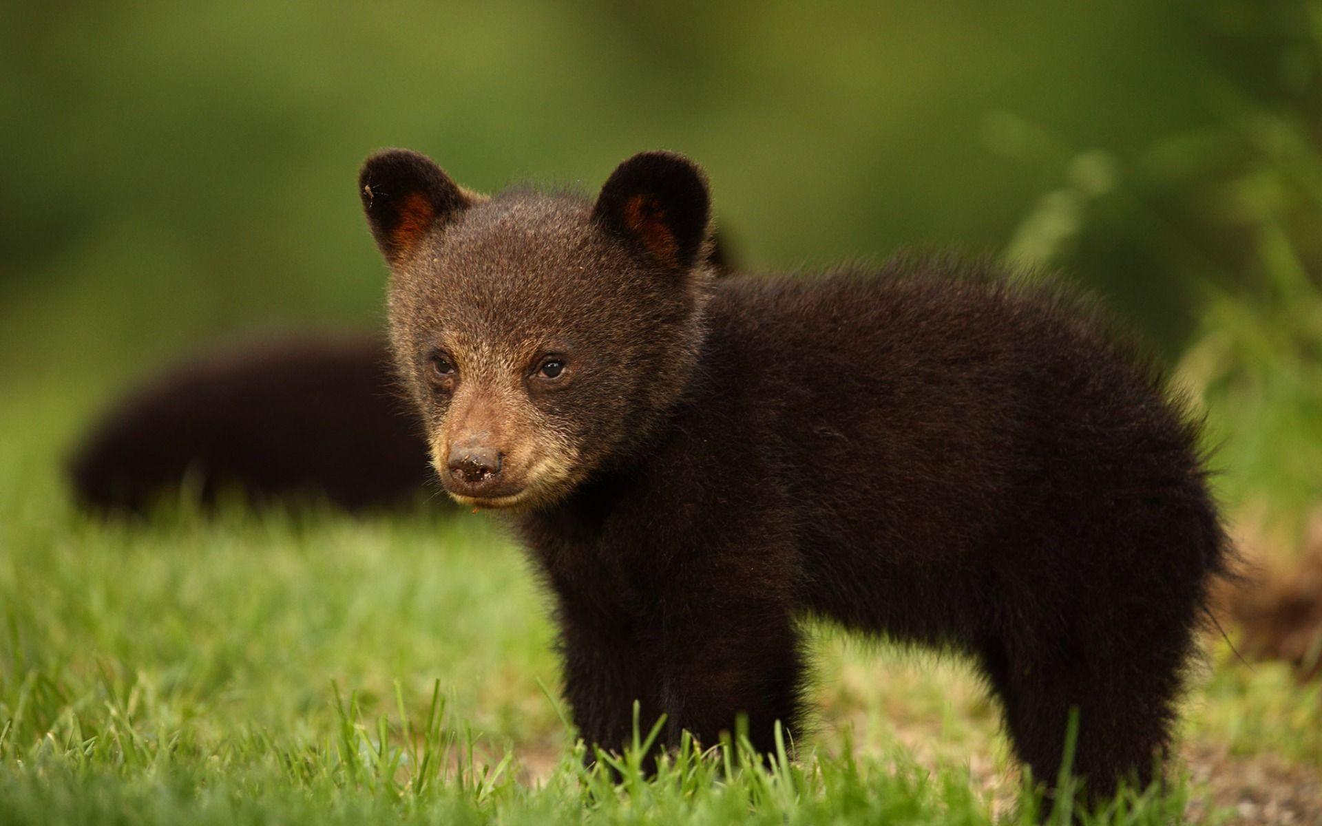 1920x1200 Download wallpaper little bear cub, Baribal, Black bear, wild