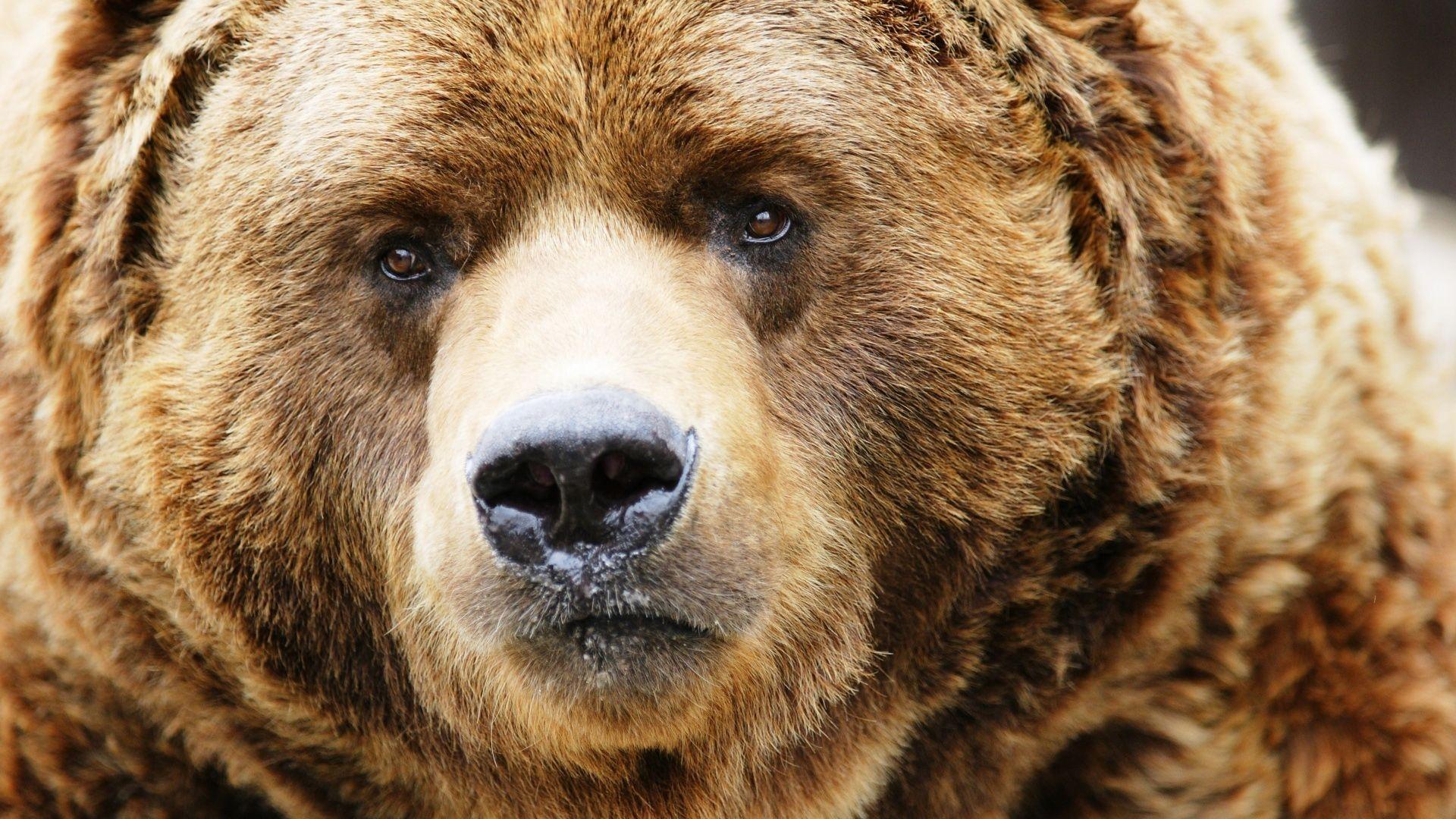 1920x1080 Grizzly Bear in the Wild Wallpaper