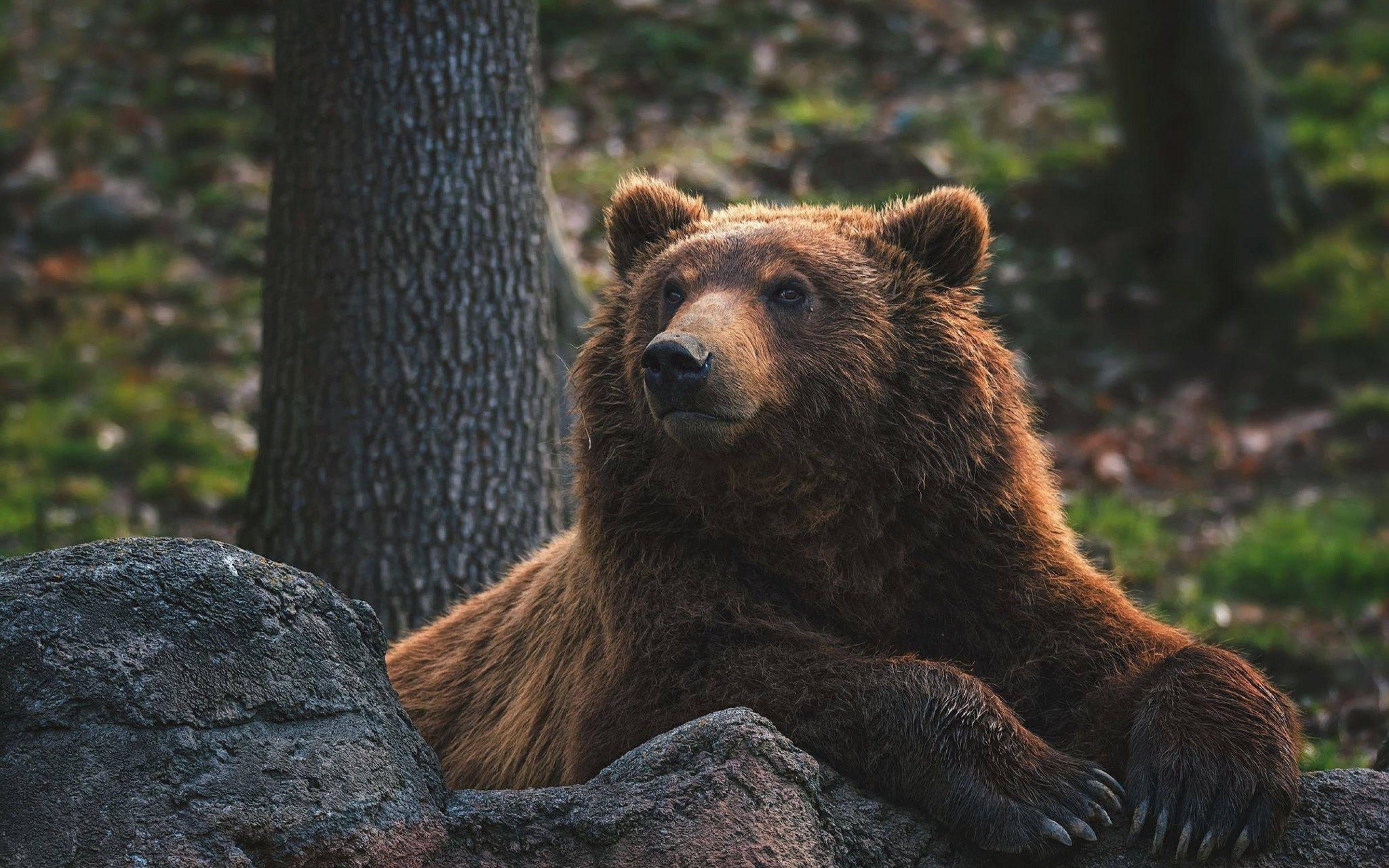 2880x1800 Download 2880x1800 Bear, Looking Away, Wild, Predator Wallpaper