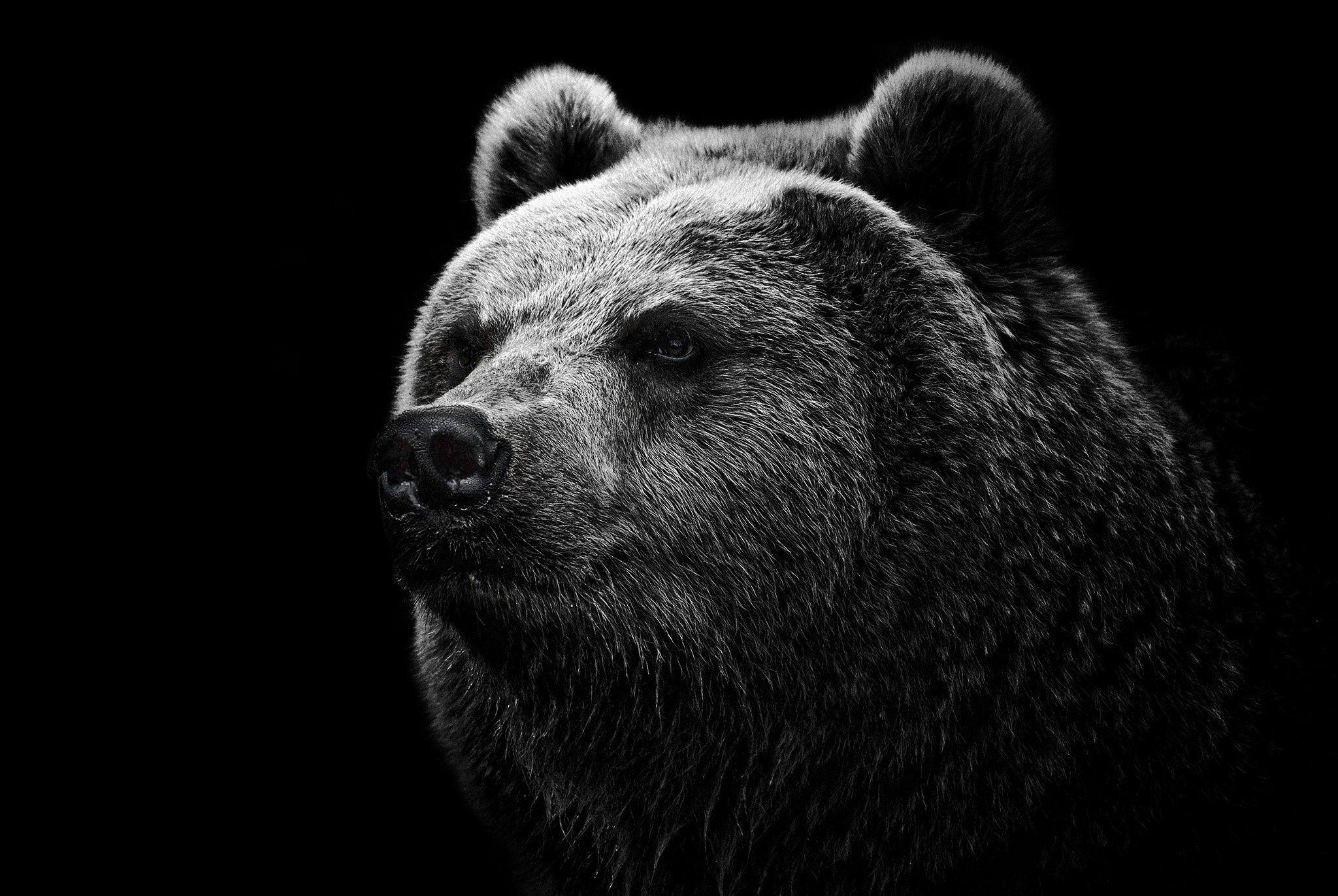 Dark Bear Wallpapers Top Free Dark Bear Backgrounds Wallpaperaccess