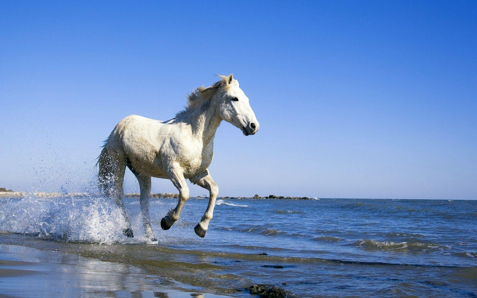 1600x1000 Free Horse Wallpaper For Computer