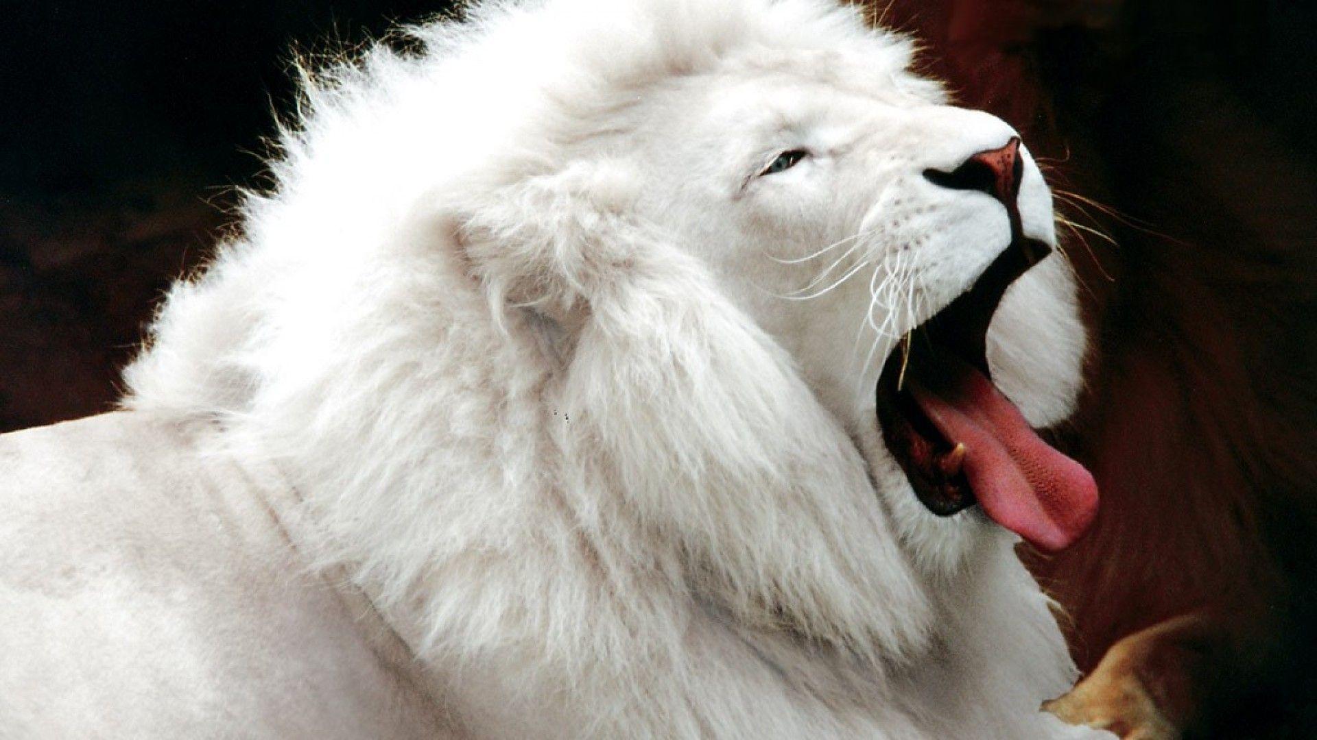 1920x1080 Animals Wallpaper HD Wallpaper