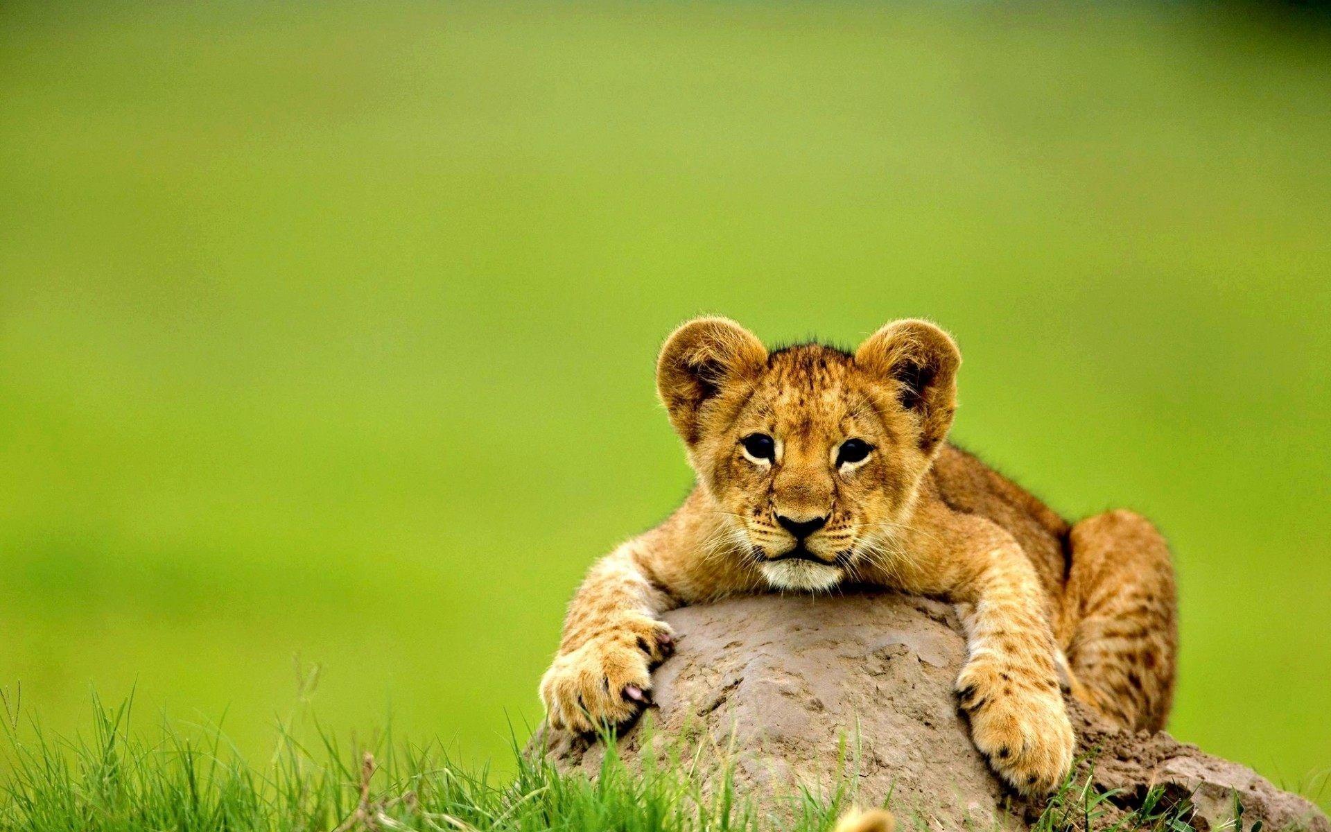 1920x1200 Animal Wallpaper