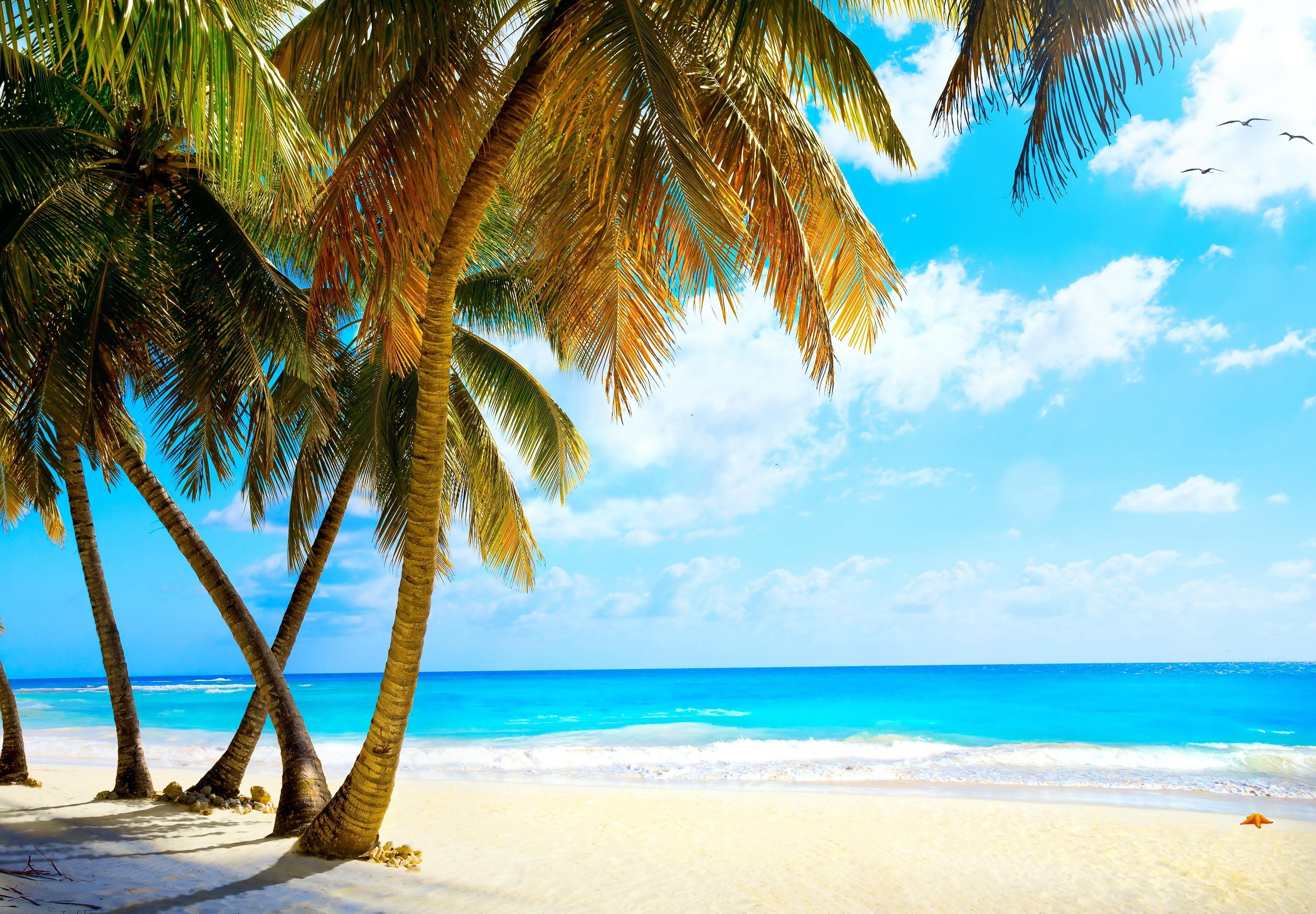 4760x3304 Beaches: Sea Paradise Ocean Tropical Palms Summer Beach Vacation
