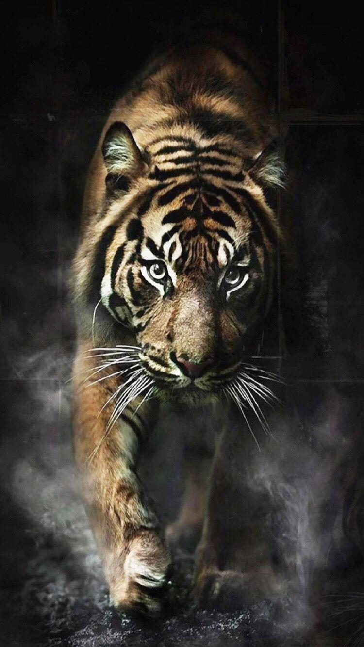 750x1334 Tiger Wild Cat Wallpaper #Tiger #Wild_cats #Wallpaper. สัตว์, ภาพวาด, ตัวละครแฟนตาซี