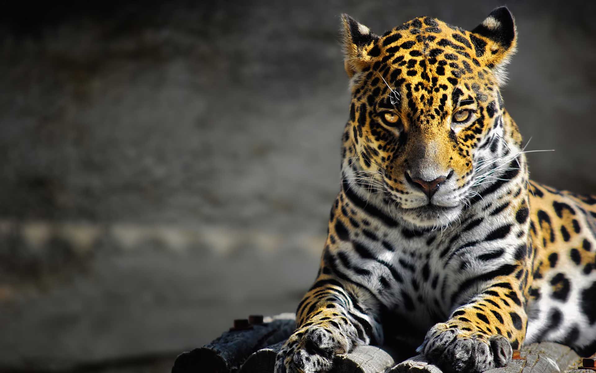 1920x1200 Free Nice Dangerous Animals Wallpaper