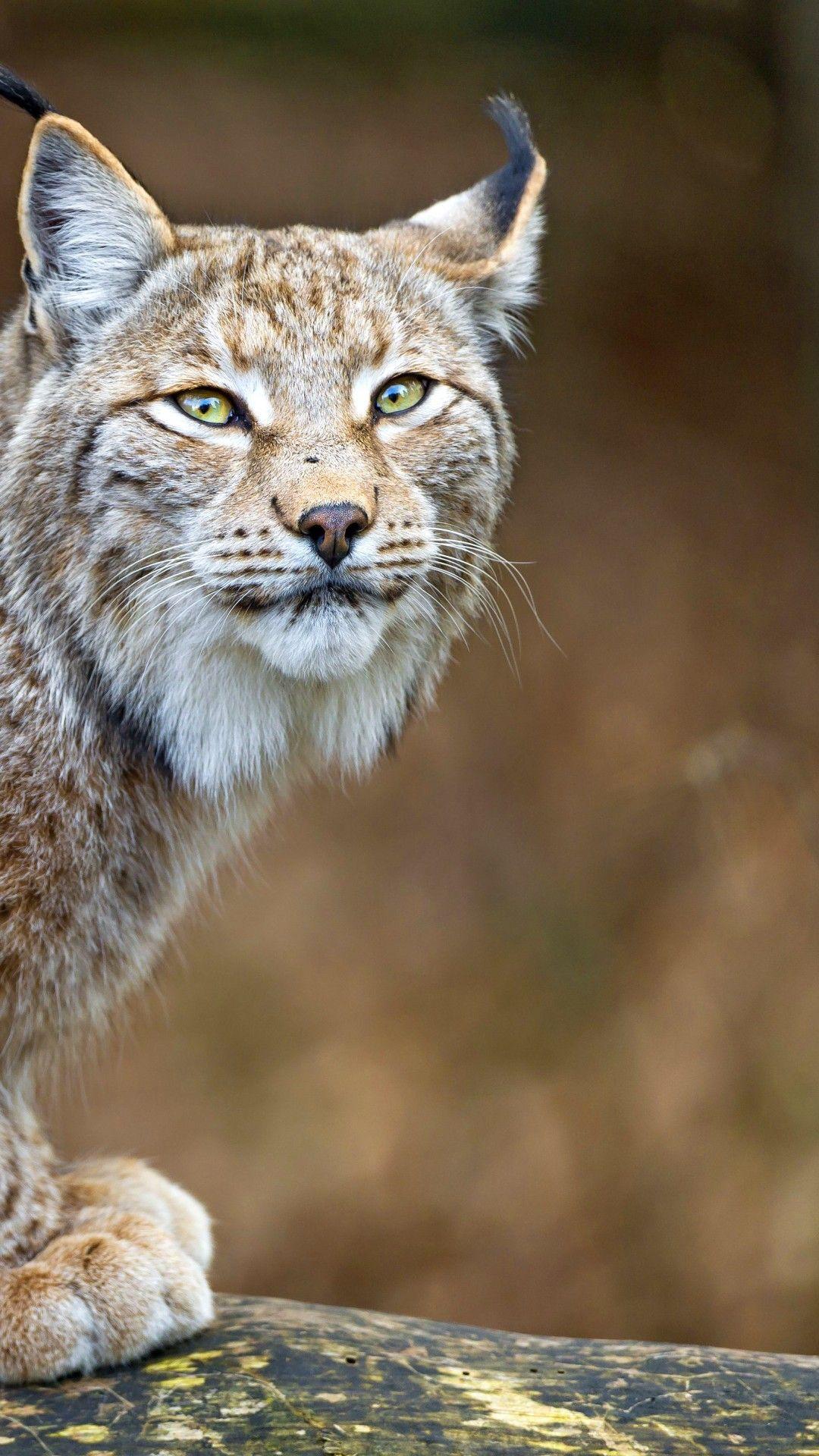 1080x1920 Wallpaper lynx, World's dangerous animals, predator, Animals