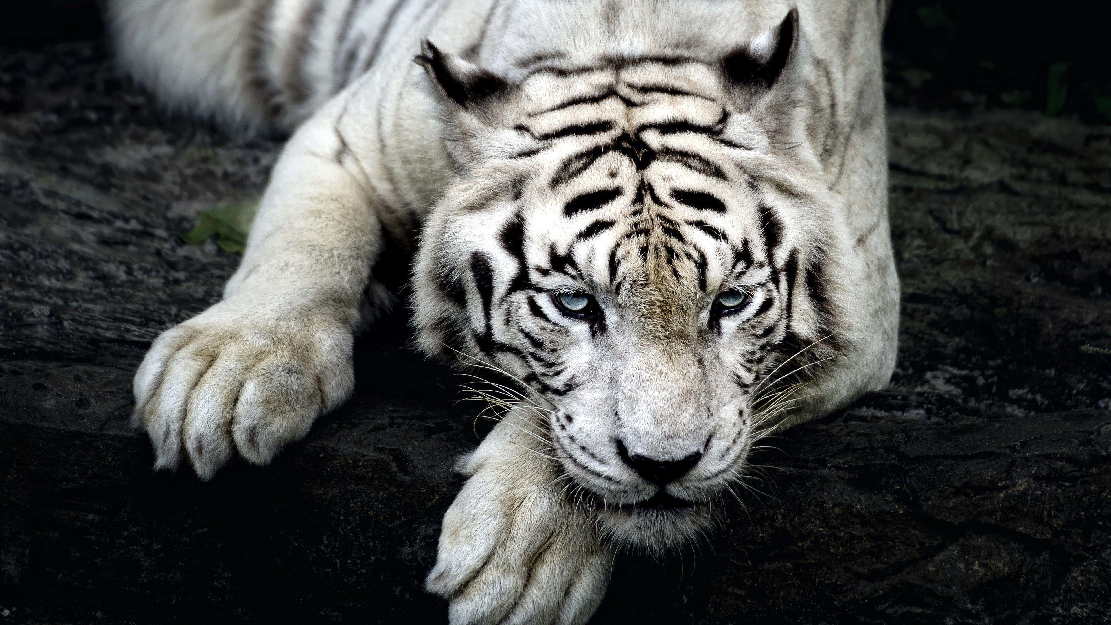 White Tiger 4K Wallpapers - Top Free White Tiger 4K Backgrounds -  WallpaperAccess