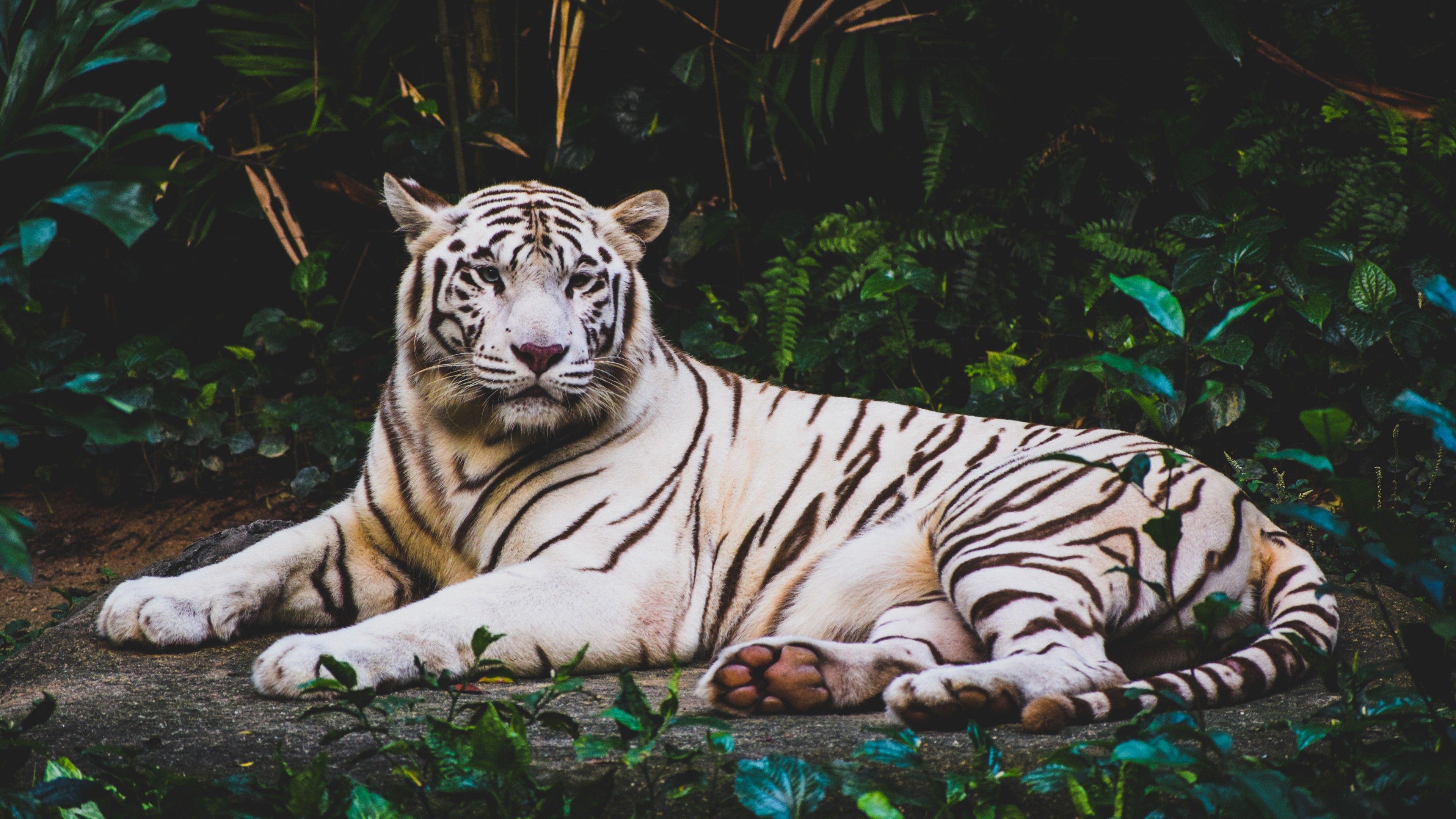 3840x2160 Wallpaper white tiger, 4k, Animals