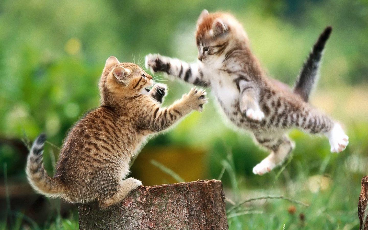 1440x900 Cute Baby Animal Wallpaper