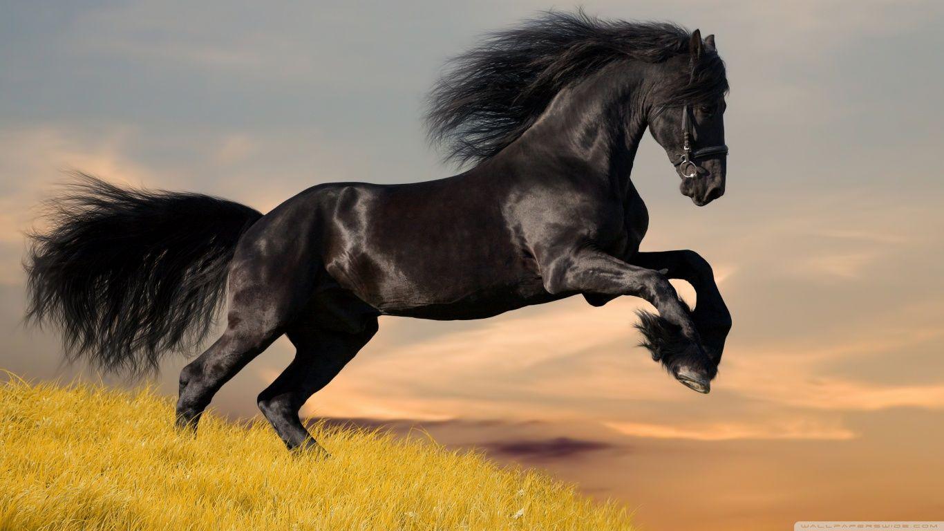 1366x768 Horses Wallpaper