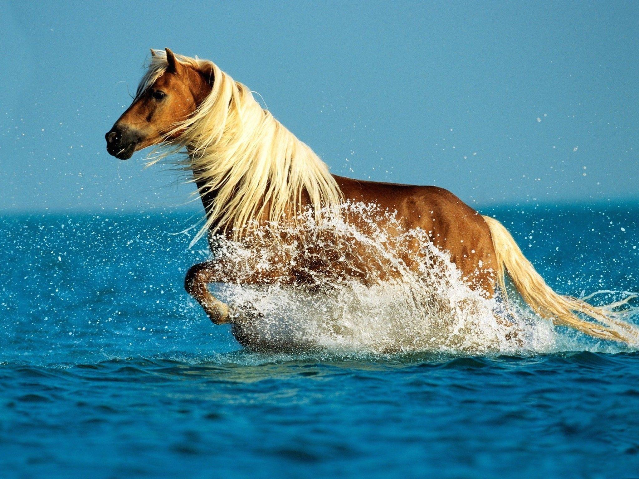 2048x1536 Palomino Horse HD Wallpaper. Free HD Downloads