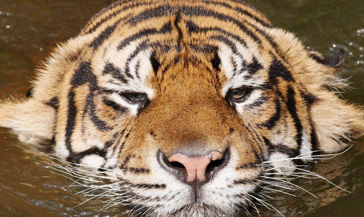 1207x722 Animal Wallpaper, Best Friends, Habitats, Wild Animals, Dangerous