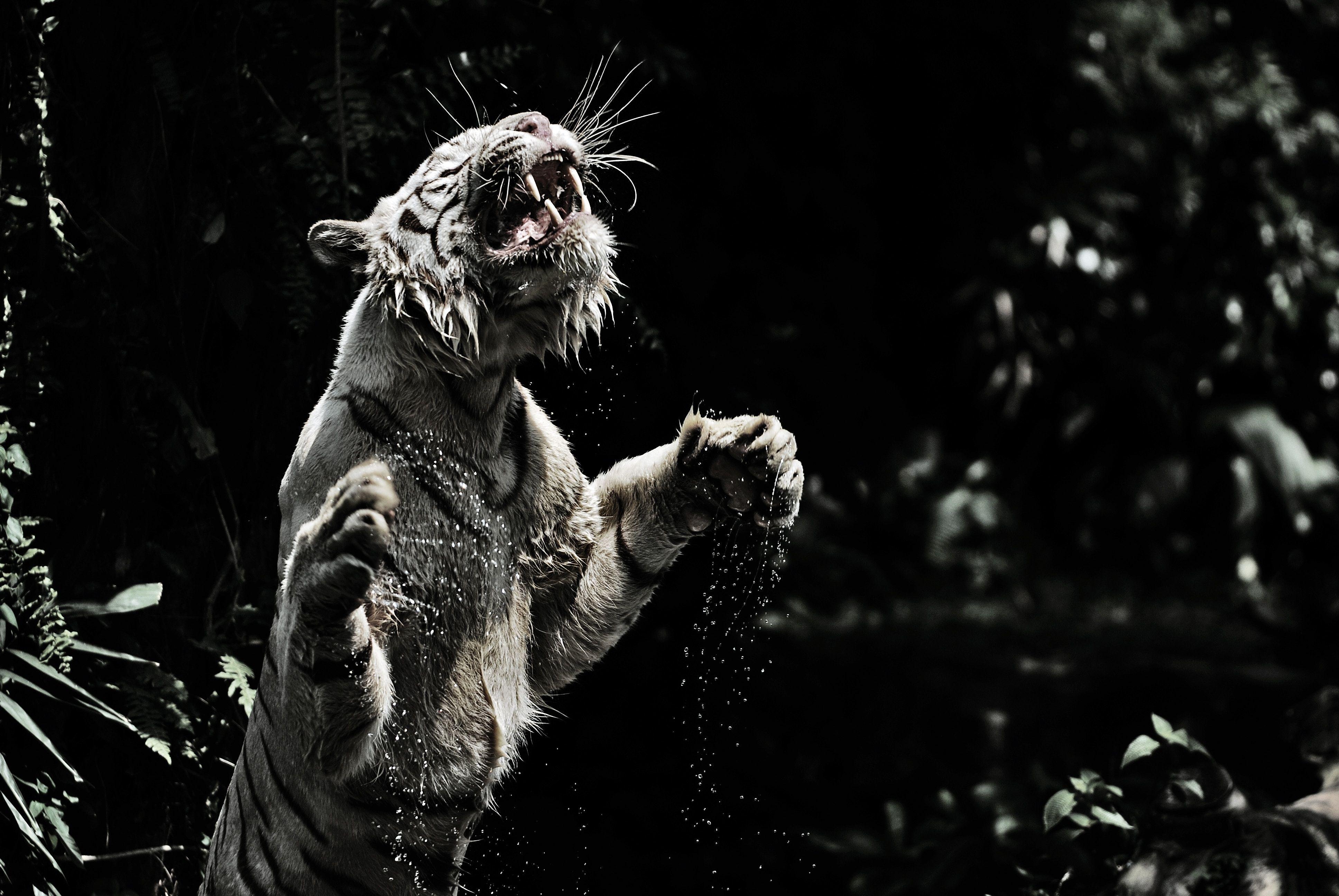3872x2592 White Tiger 4k Ultra HD Wallpaper. Background Imagex2592