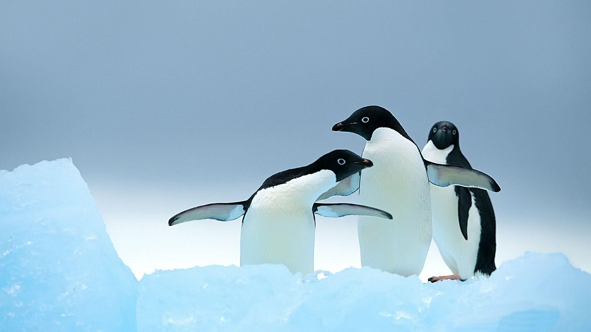 1920x1080 Cute Penguins Wild Animals Photo Wallpaper, HD Wallpaper, D
