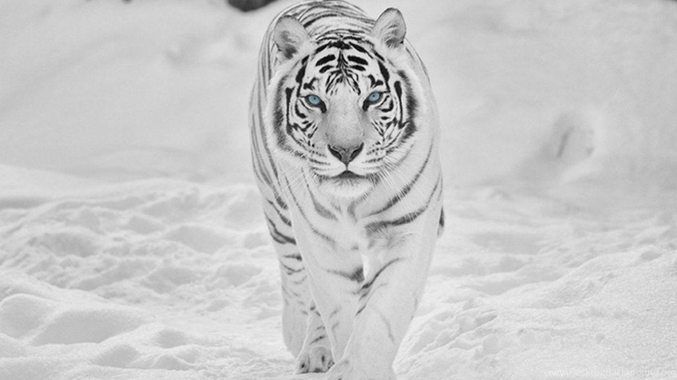 White tiger blue HD phone wallpaper  Peakpx
