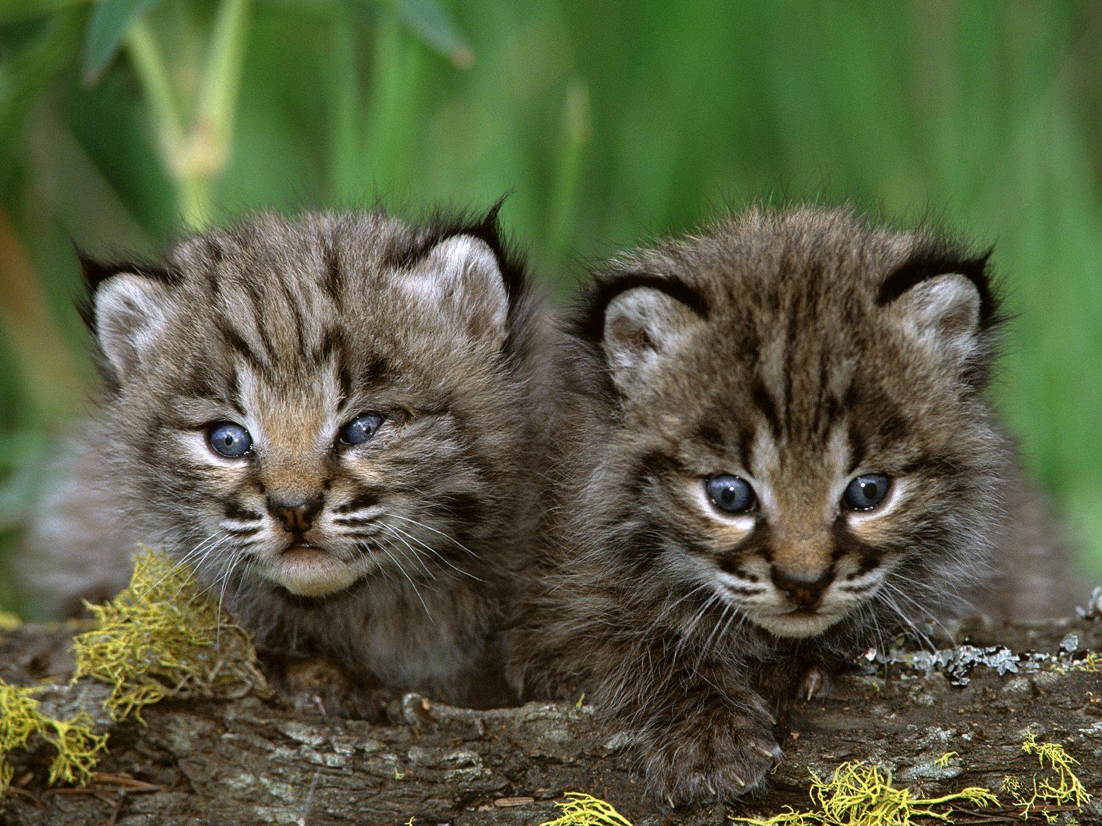 1600x1200 baby animals desktop wallpaper for background free animal image