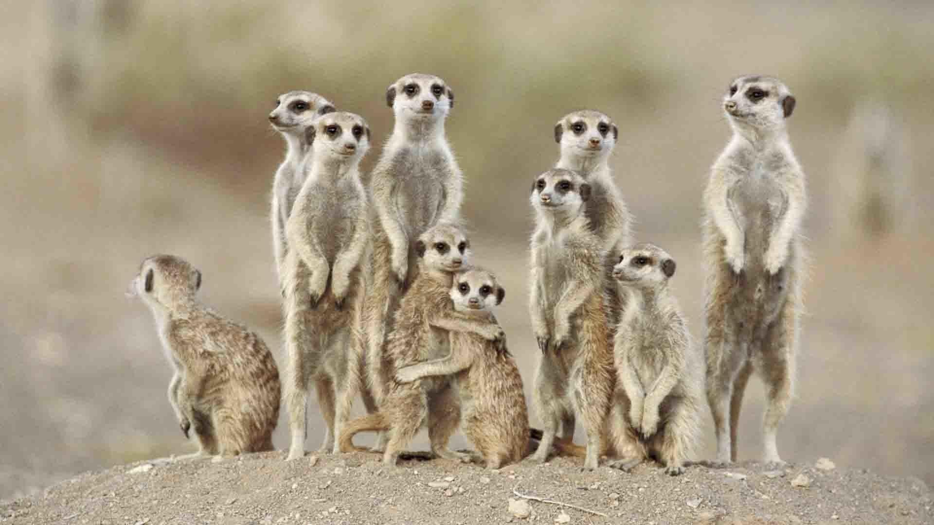 1920x1080 Woodland Animals Wallpaper