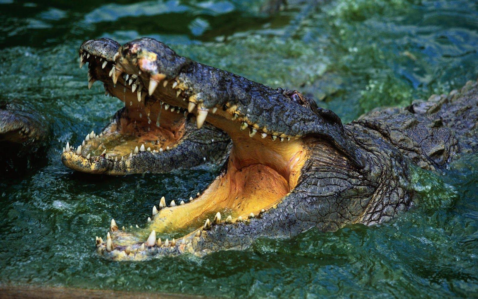 1600x1000 Dangerous crocodiles in the water. HD Animals Wallpaper