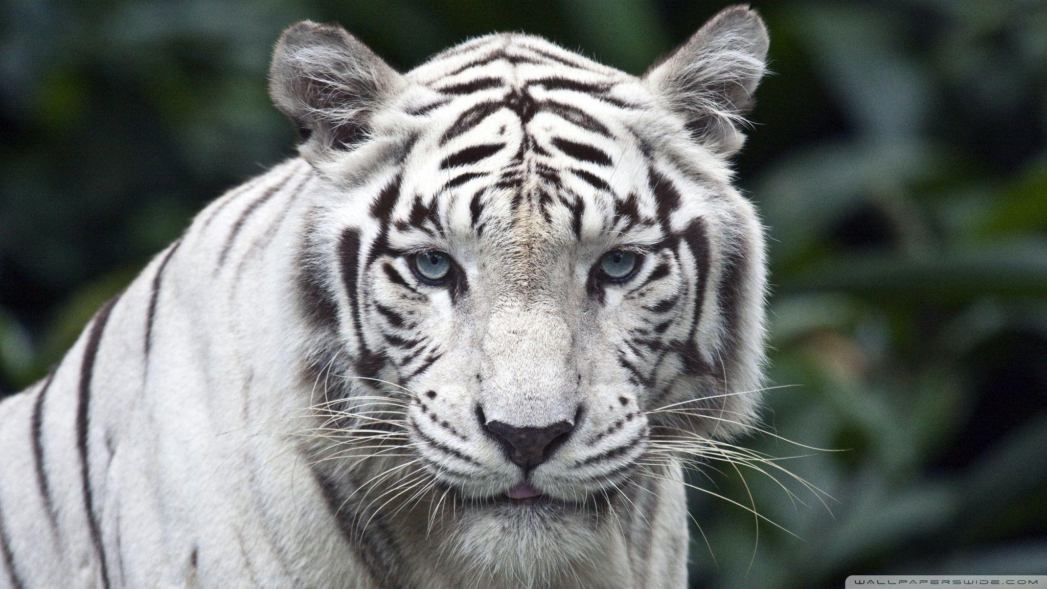 2048x1152 White Tiger ❤ 4K HD Desktop Wallpaper for 4K Ultra HD TV • Wide