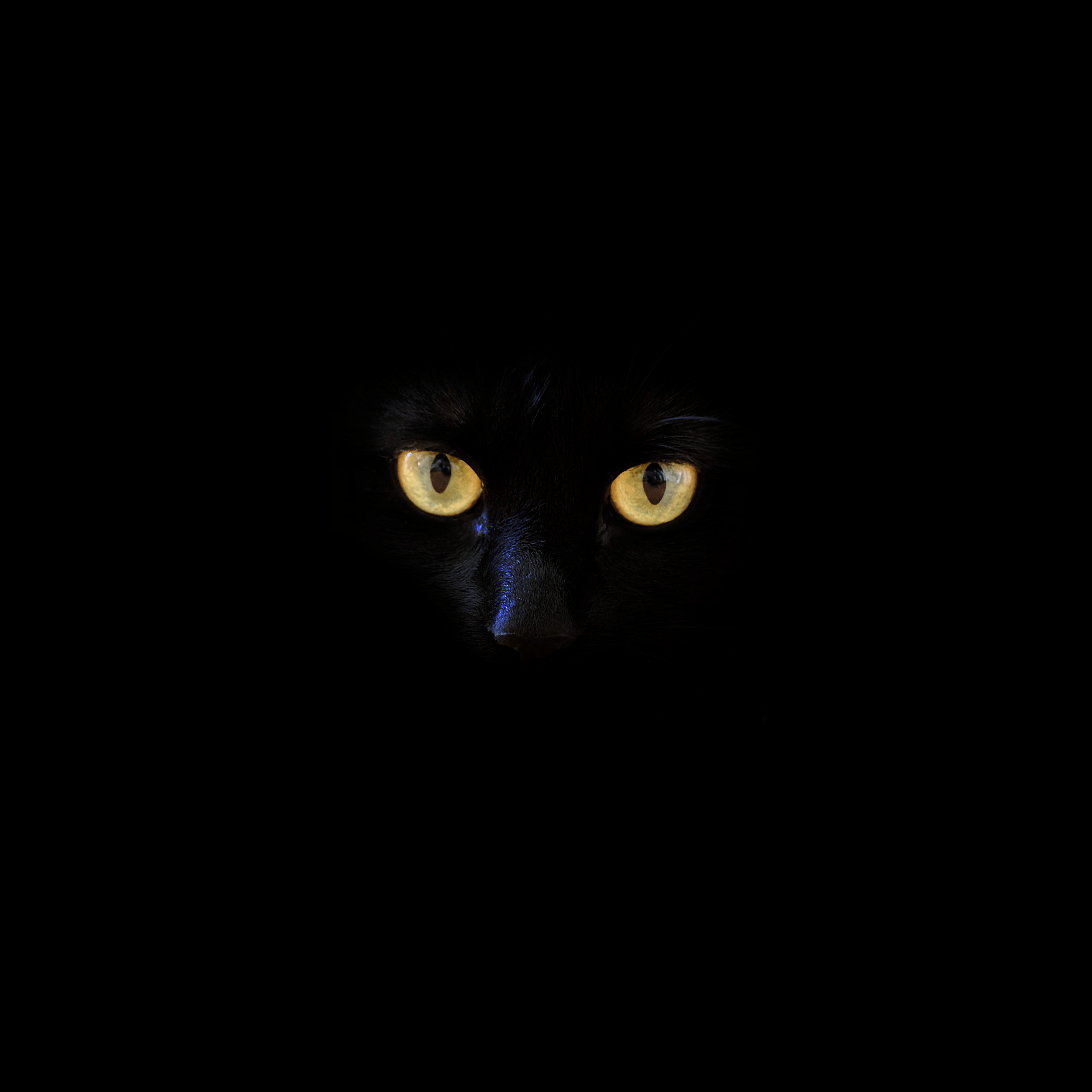 4000x4000 Black Cat Picture. Download Free Image