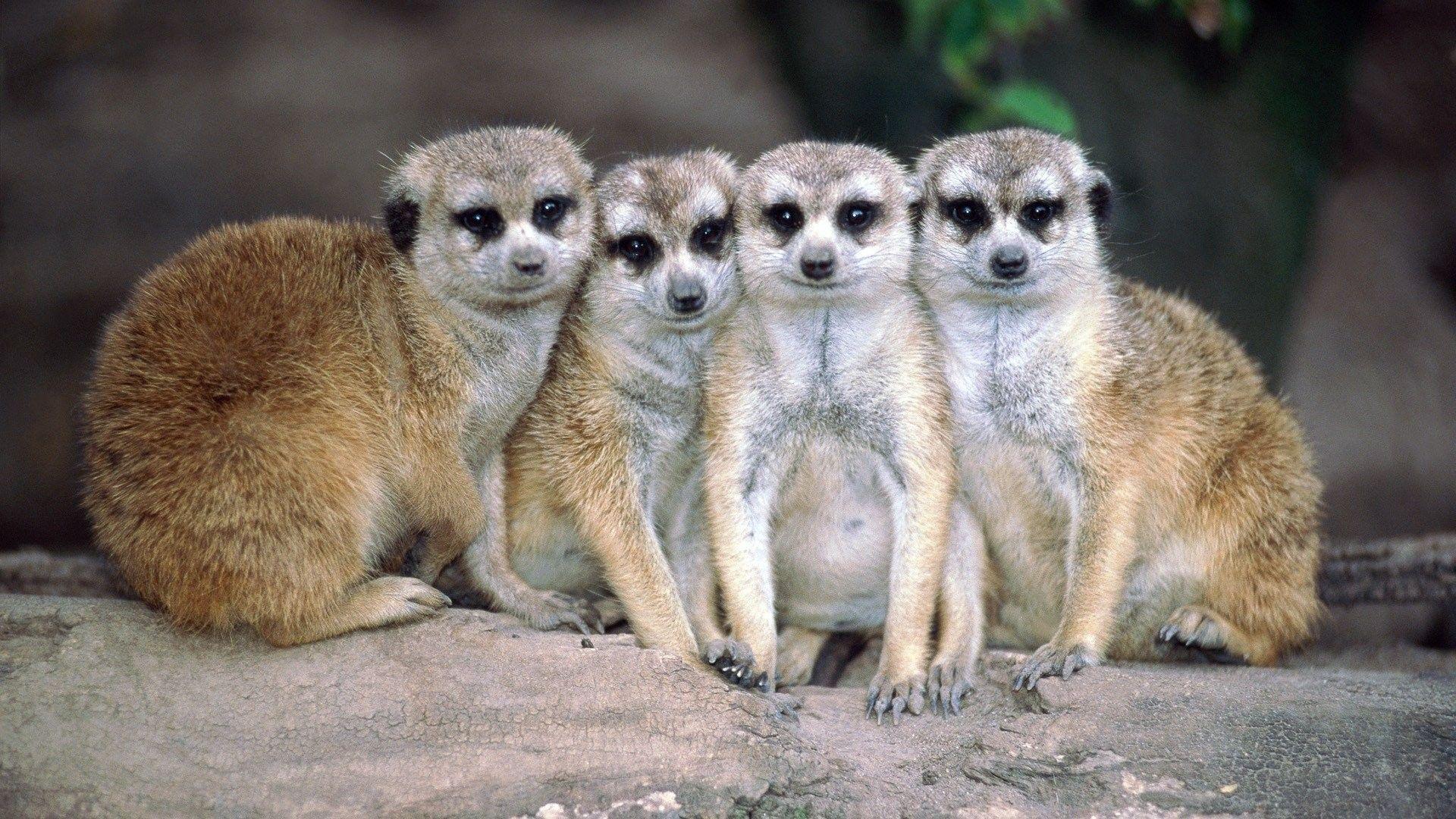 1920x1080 Desktop Image, Meerkats, animal Photo, animals, Wallpaper HD