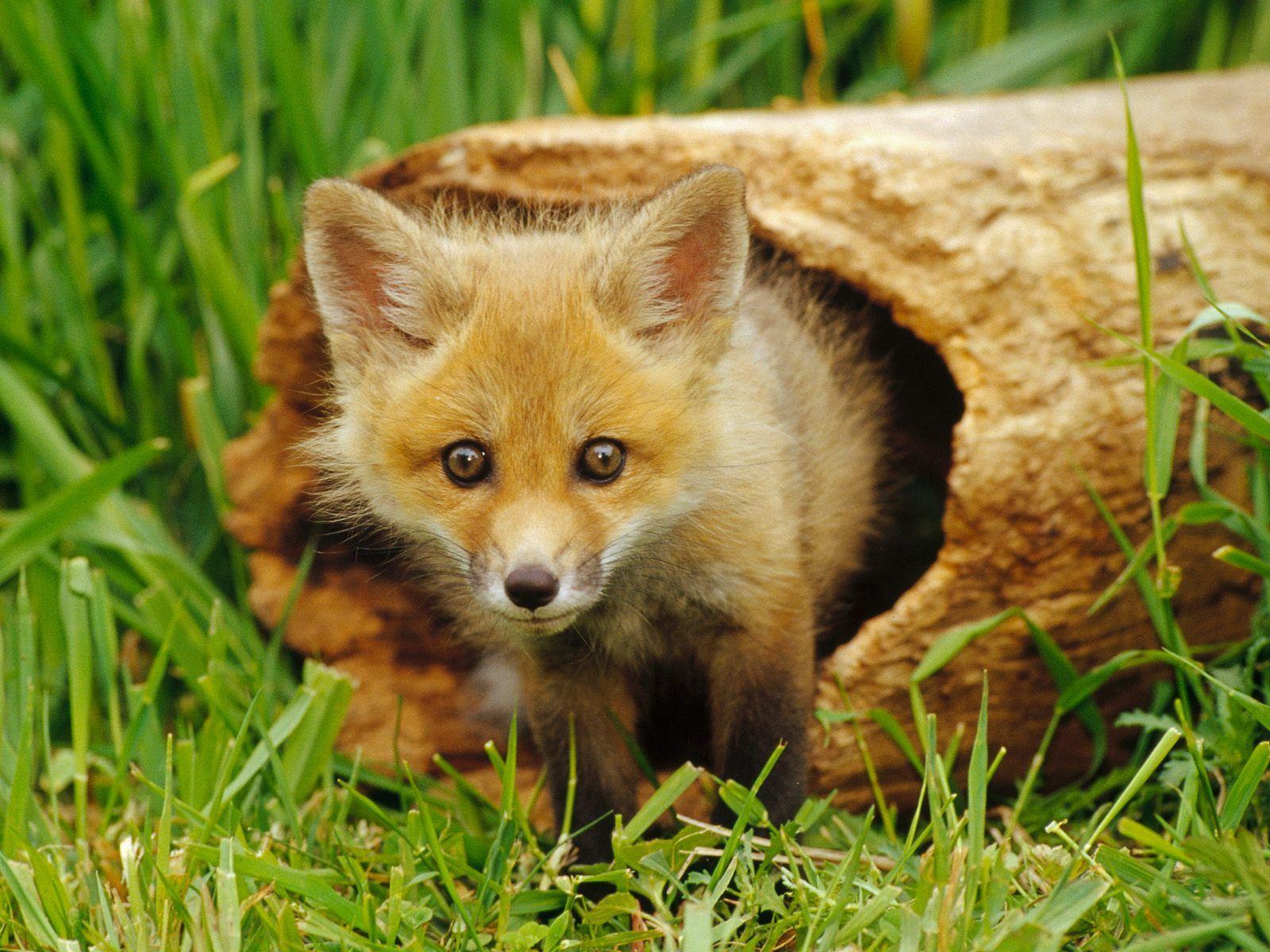 1600x1200 Animal Wallpaper. Cute Animal Wallpaper