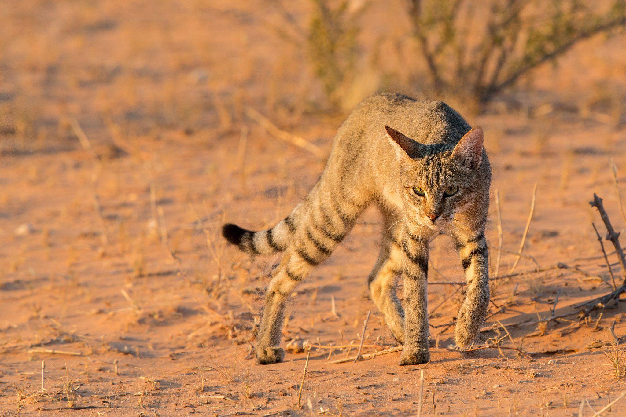 Wild Cat Wallpapers - Top Free Wild Cat Backgrounds - WallpaperAccess