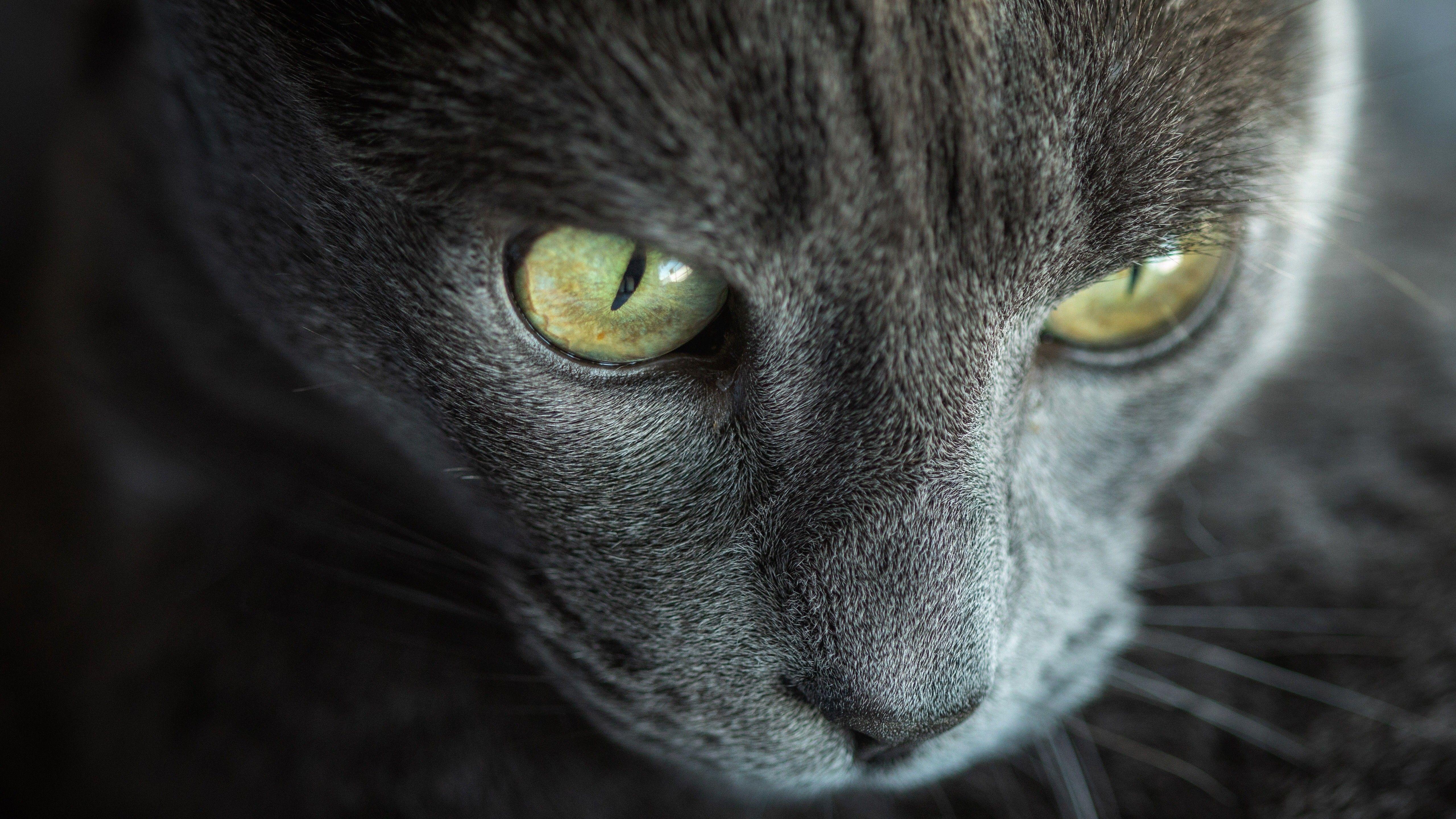 5120x2880 Yellow Dangerous Eye of Grey Cat 5K Wallpaper