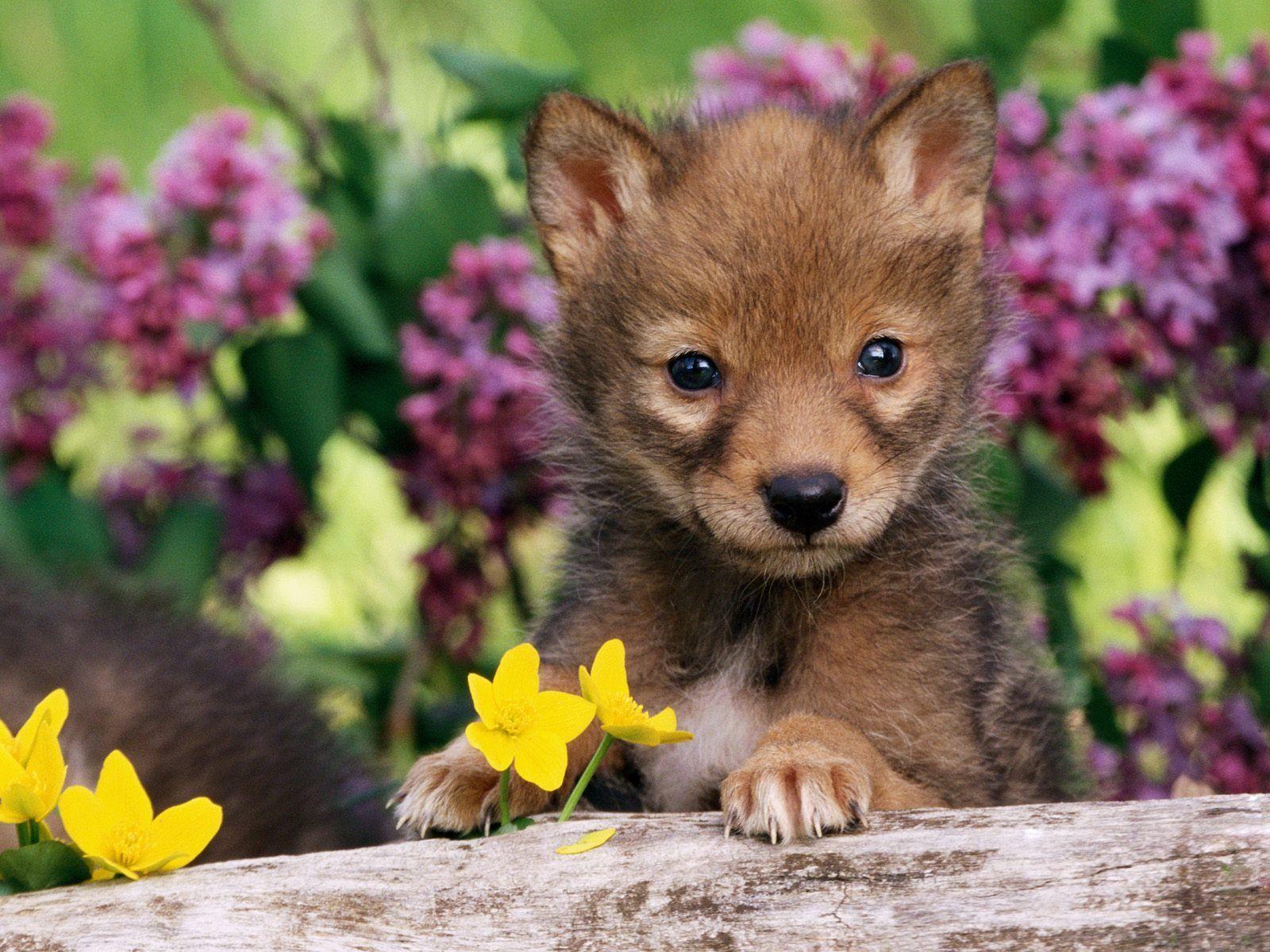 1600x1200 Wallpaper Baby Animals
