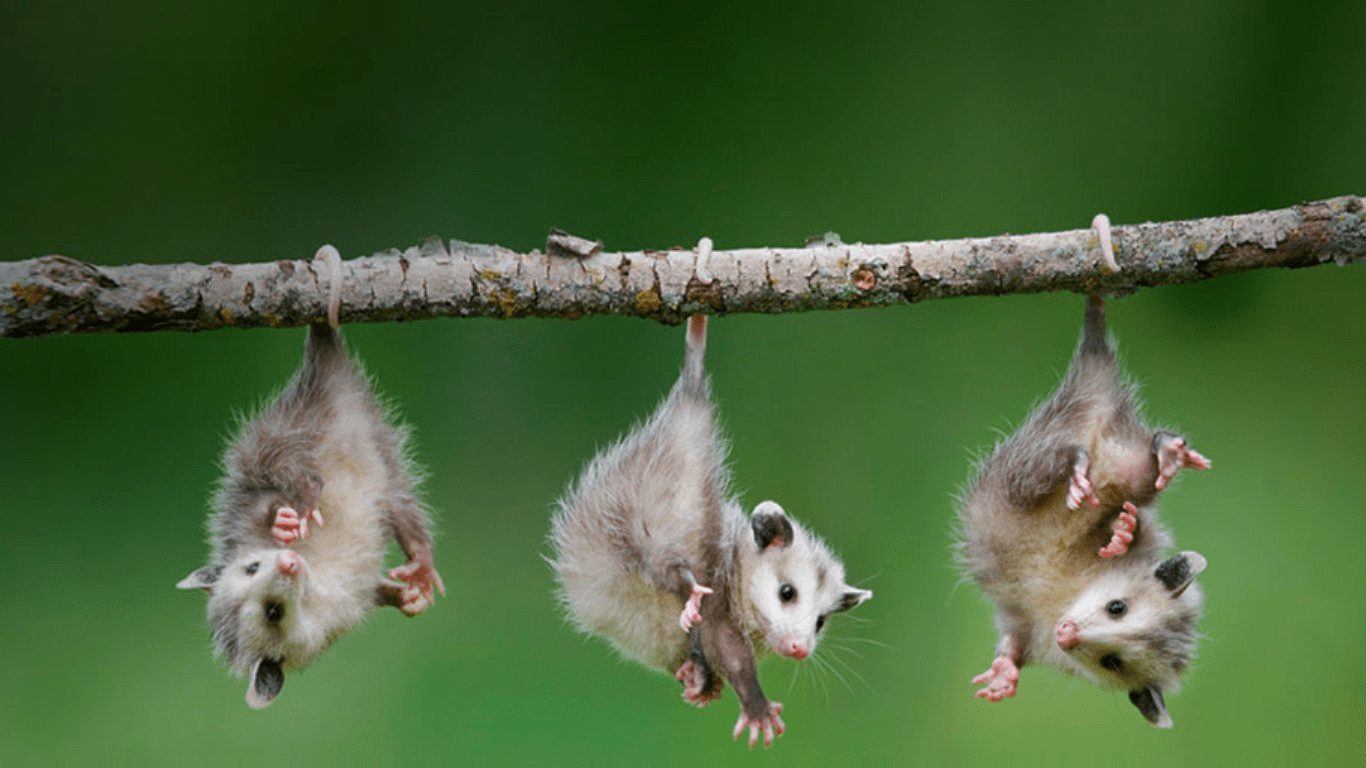 1366x768 Baby Animals Wallpaper Sleeping In Tree, HD Wallpaper