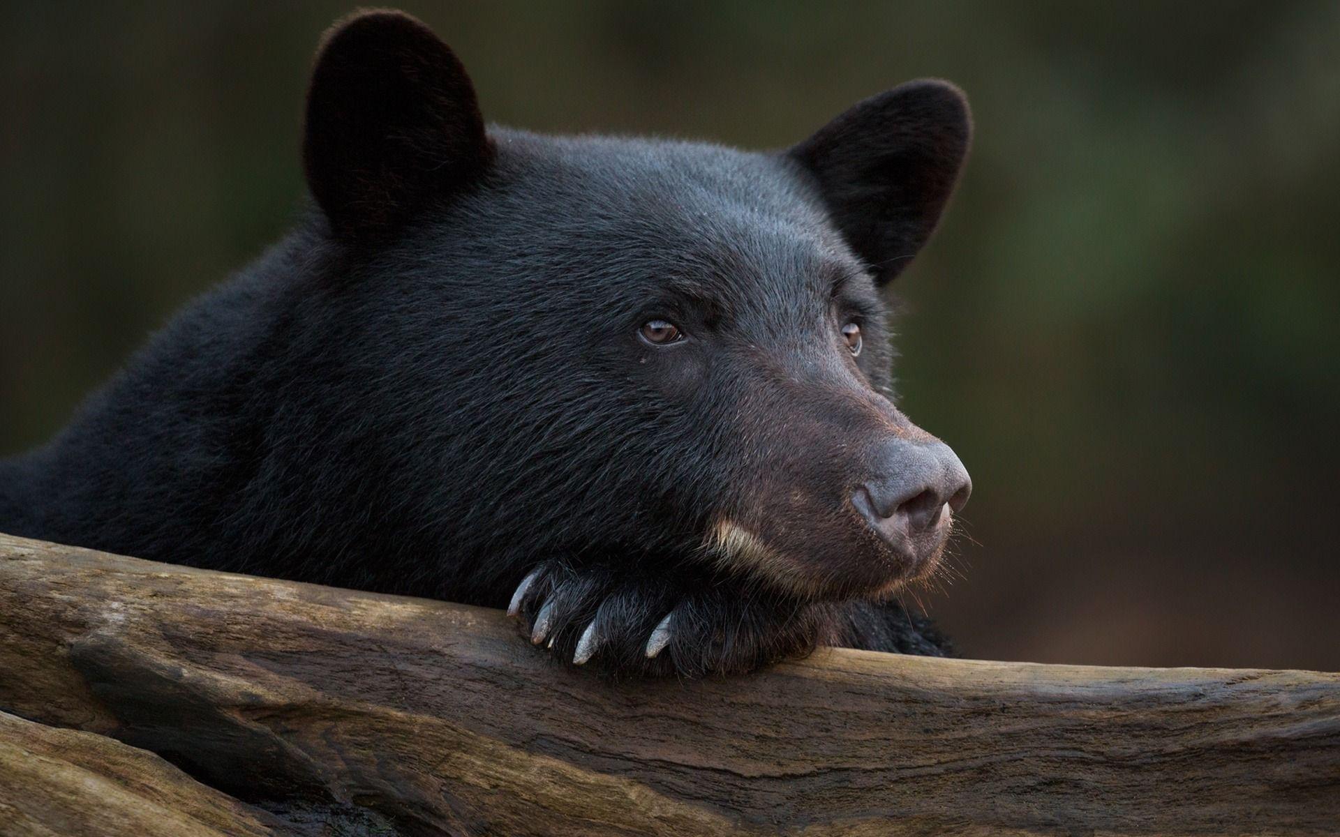 1920x1200 Download wallpaper Baribal, Predator, Black Bear, Wildlife