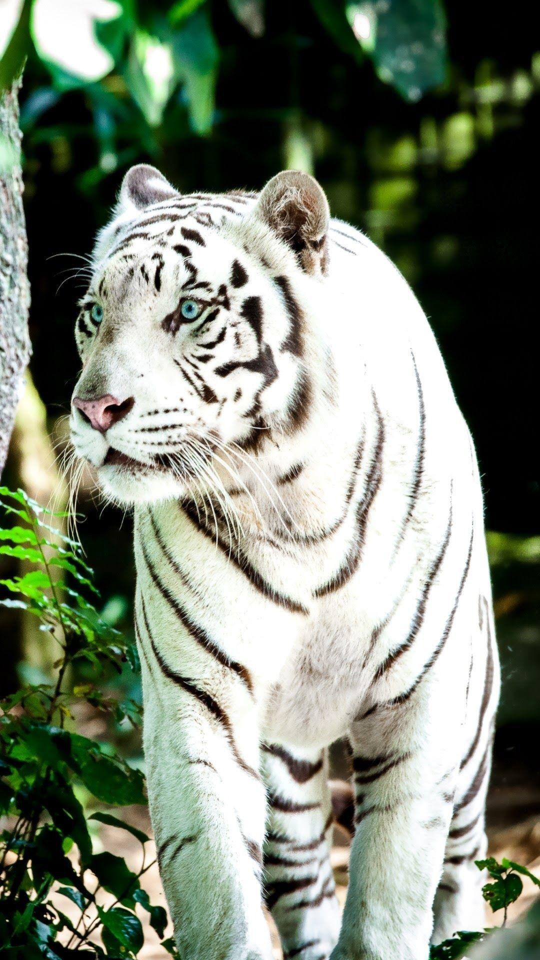1080x1920 1080x White Tiger Wallpaper Â Tiger Wallpaper 4k HD