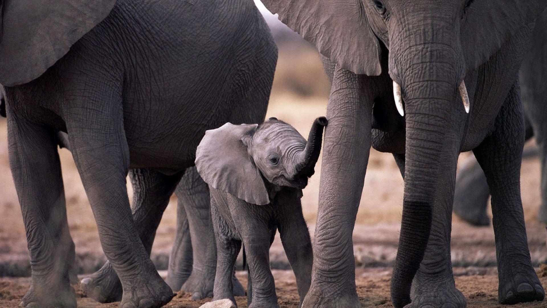 1920x1080 animals, cubs, elephants, wild animals, baby elephant, baby